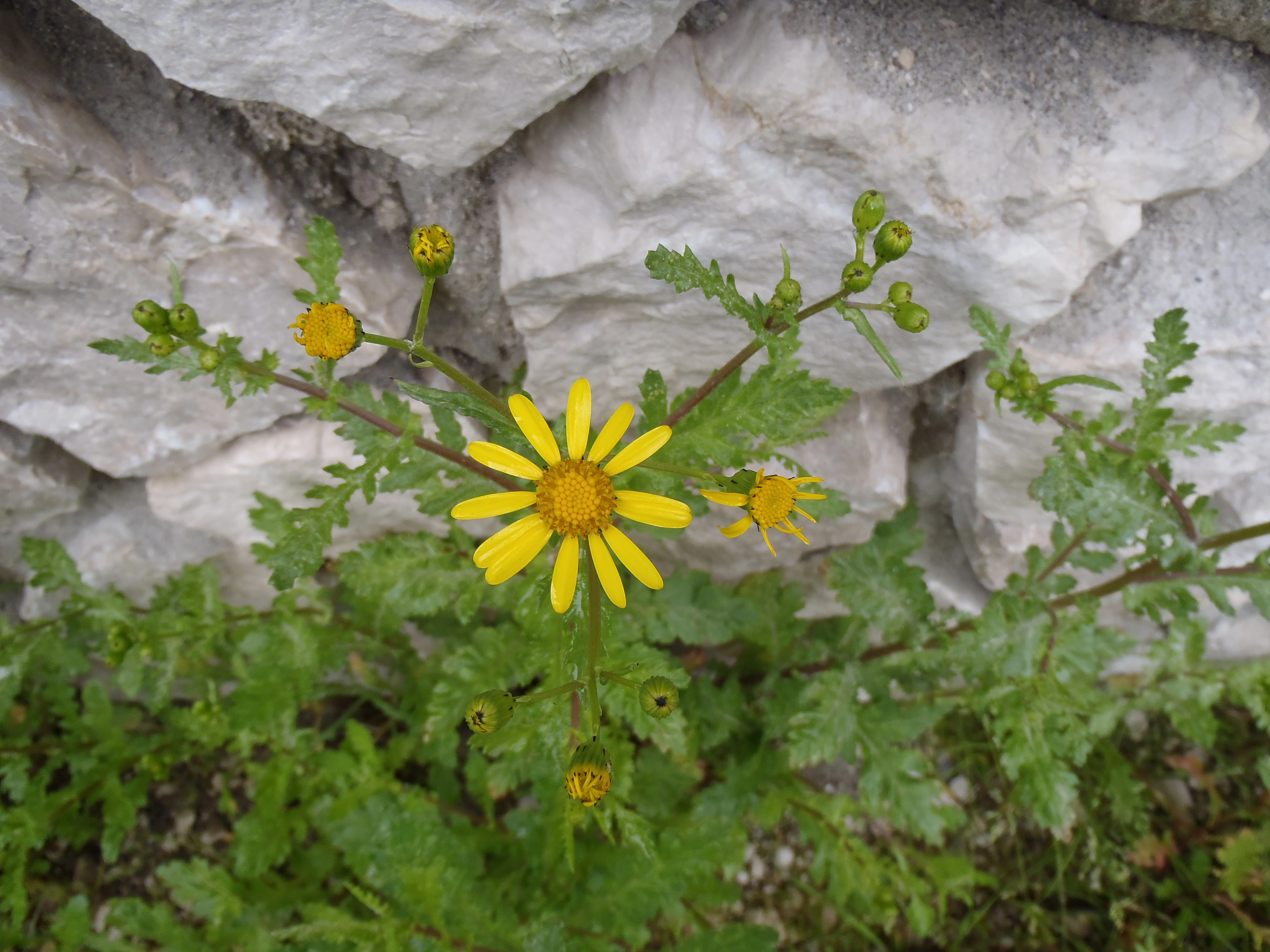 : Senecio squalidus.