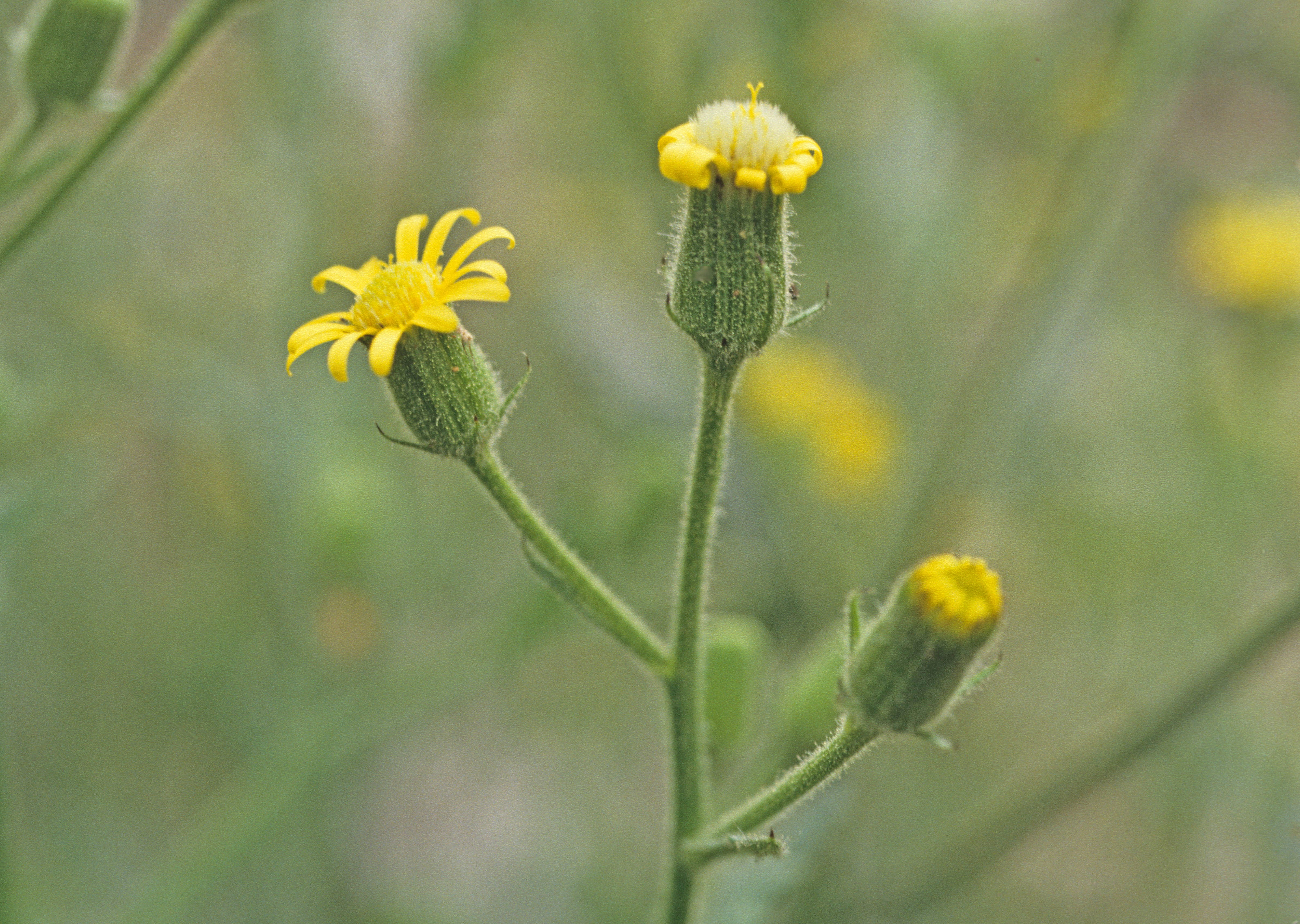 : Senecio viscosus.