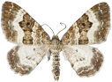 : Epirrhoe alternata.