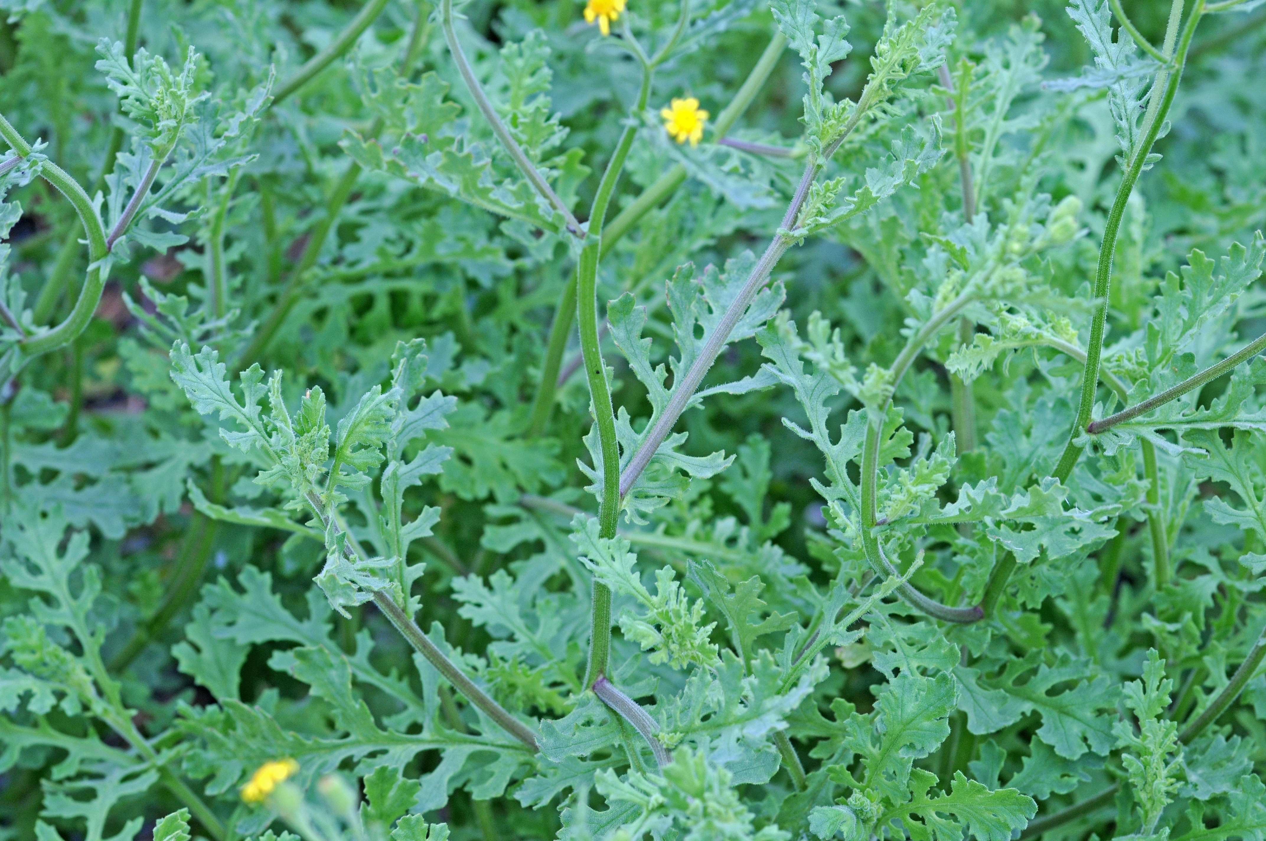 : Senecio viscosus.