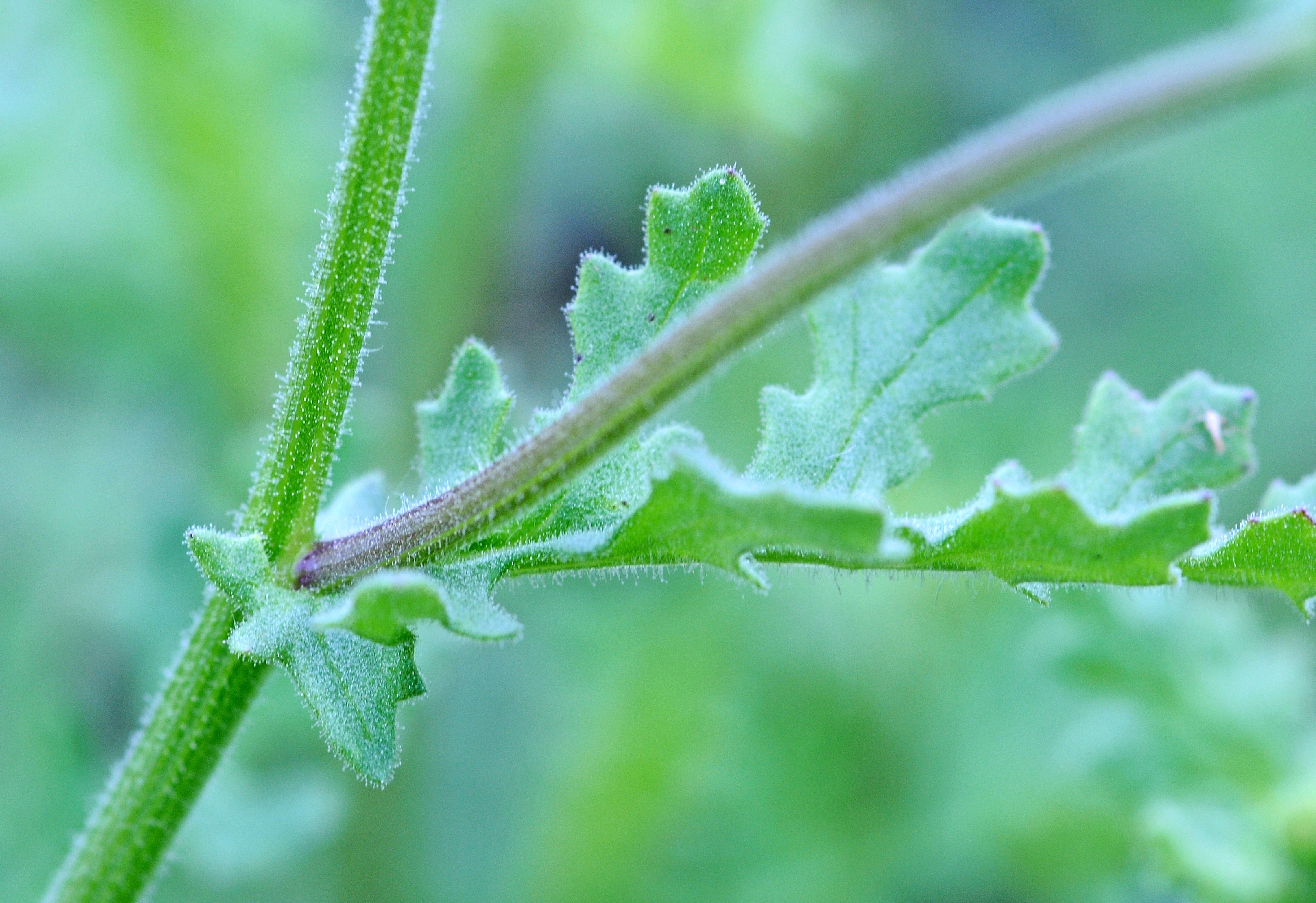 : Senecio viscosus.