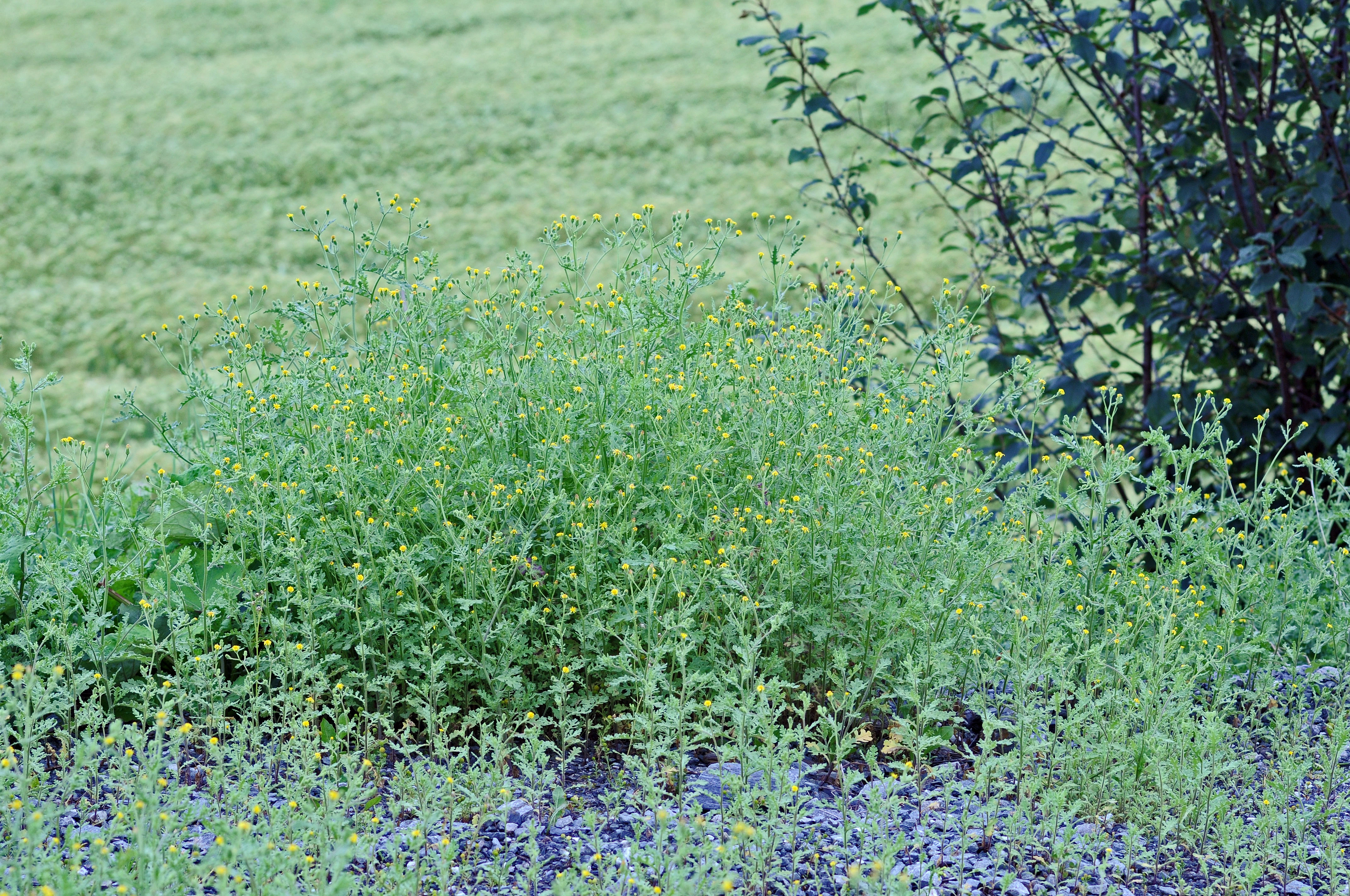 : Senecio viscosus.