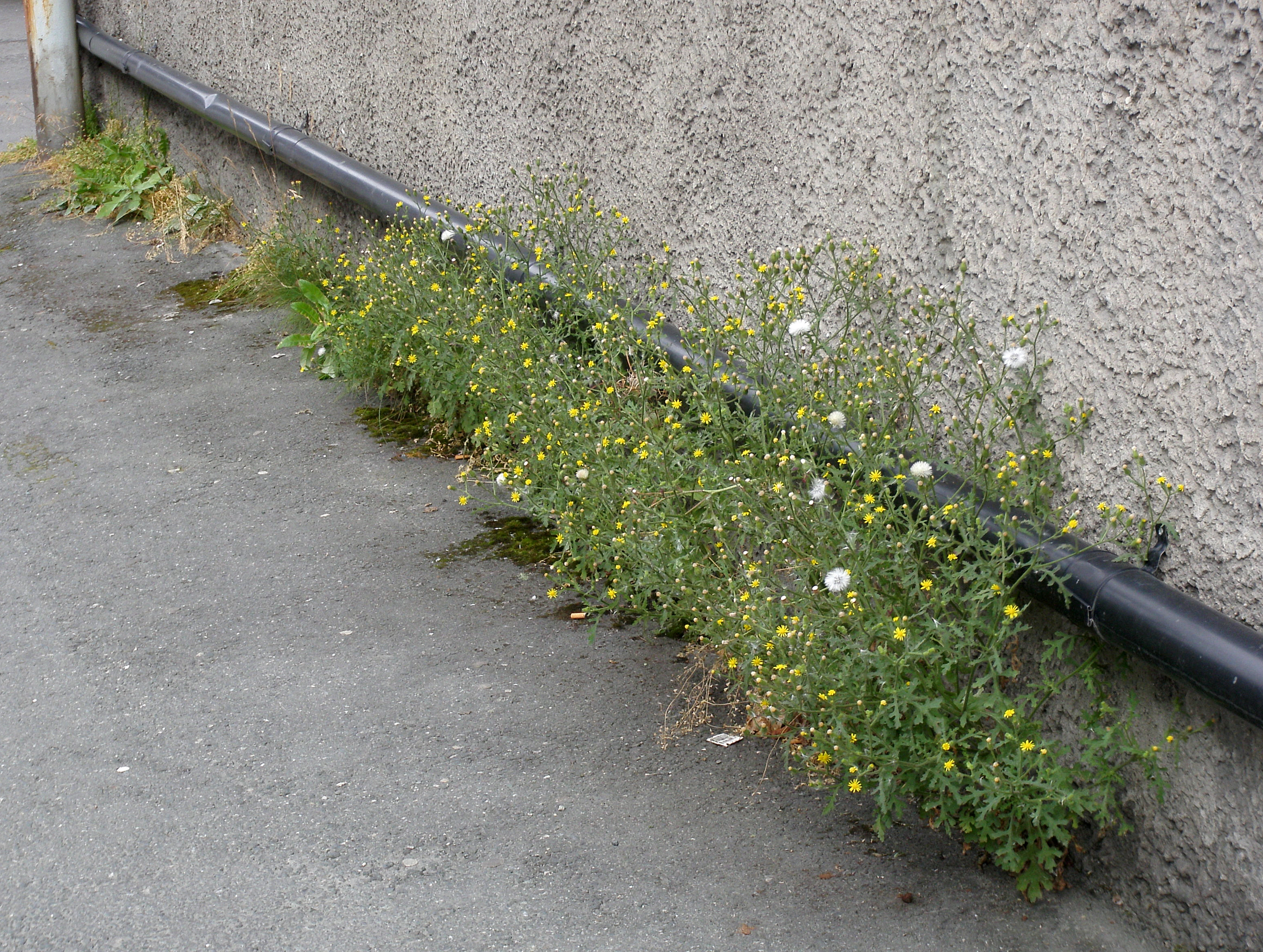 : Senecio viscosus.