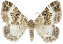 : Epirrhoe alternata.