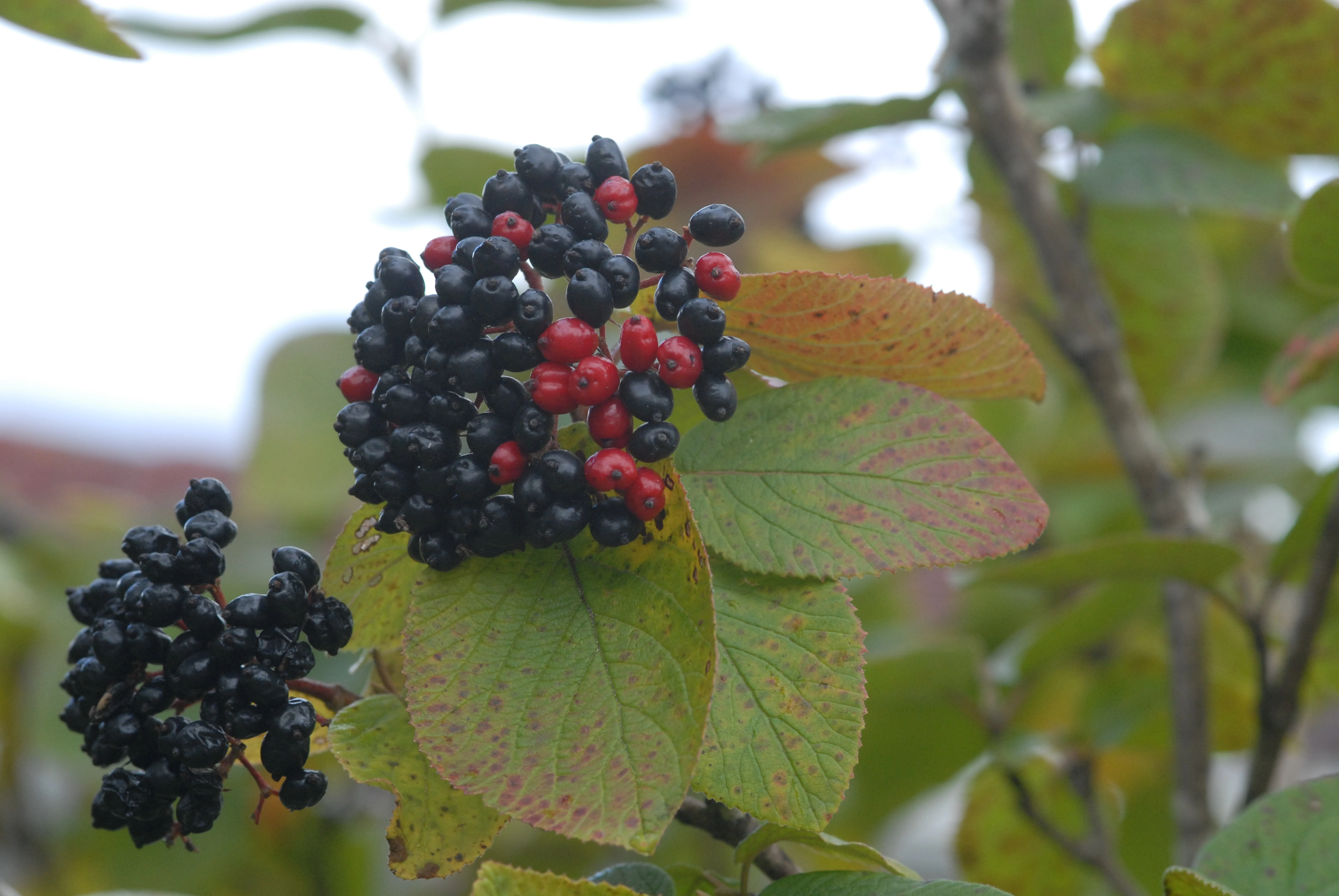 : Viburnum lantana.