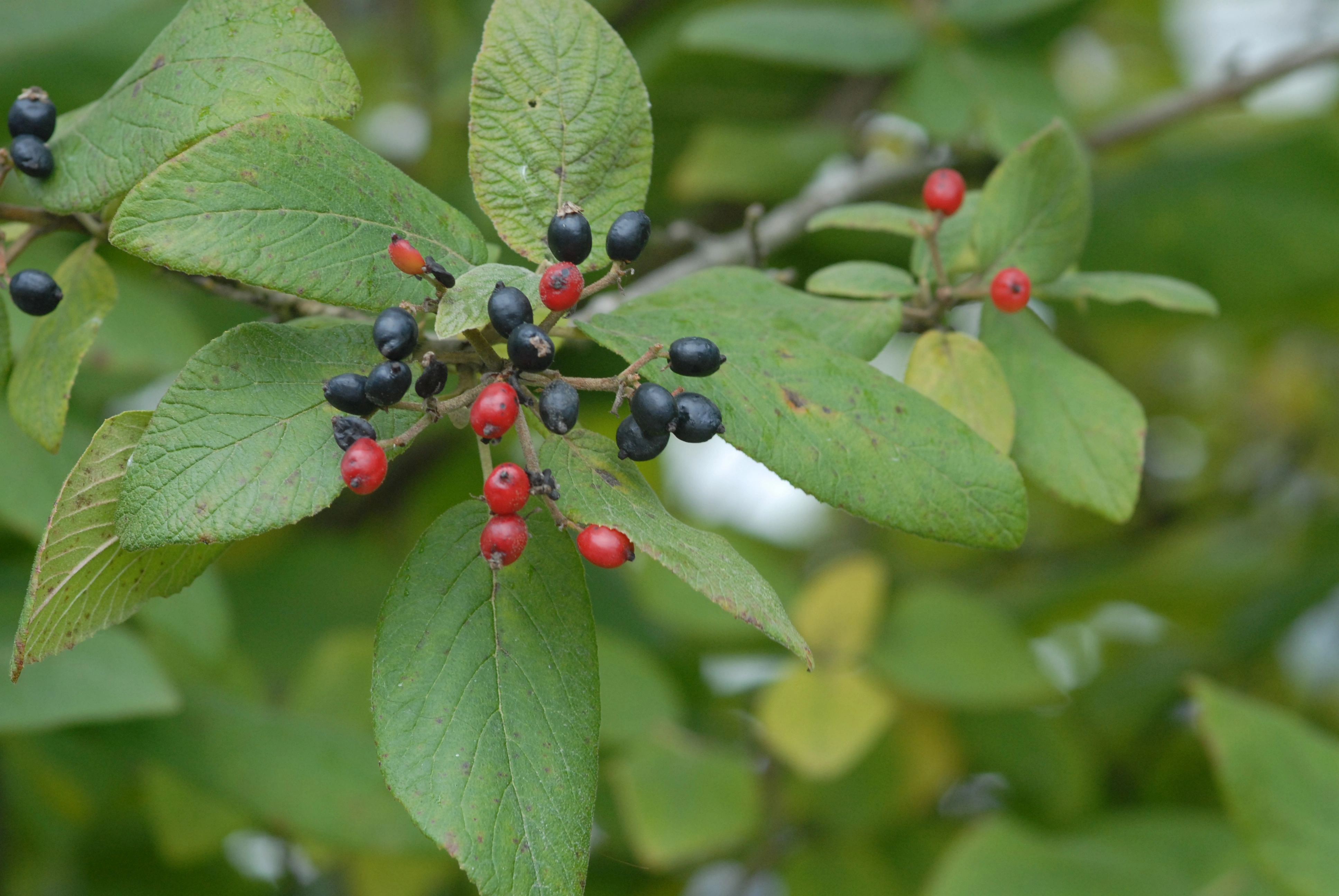 : Viburnum lantana.