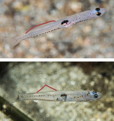 : Crystallogobius linearis. : Aphia minuta.