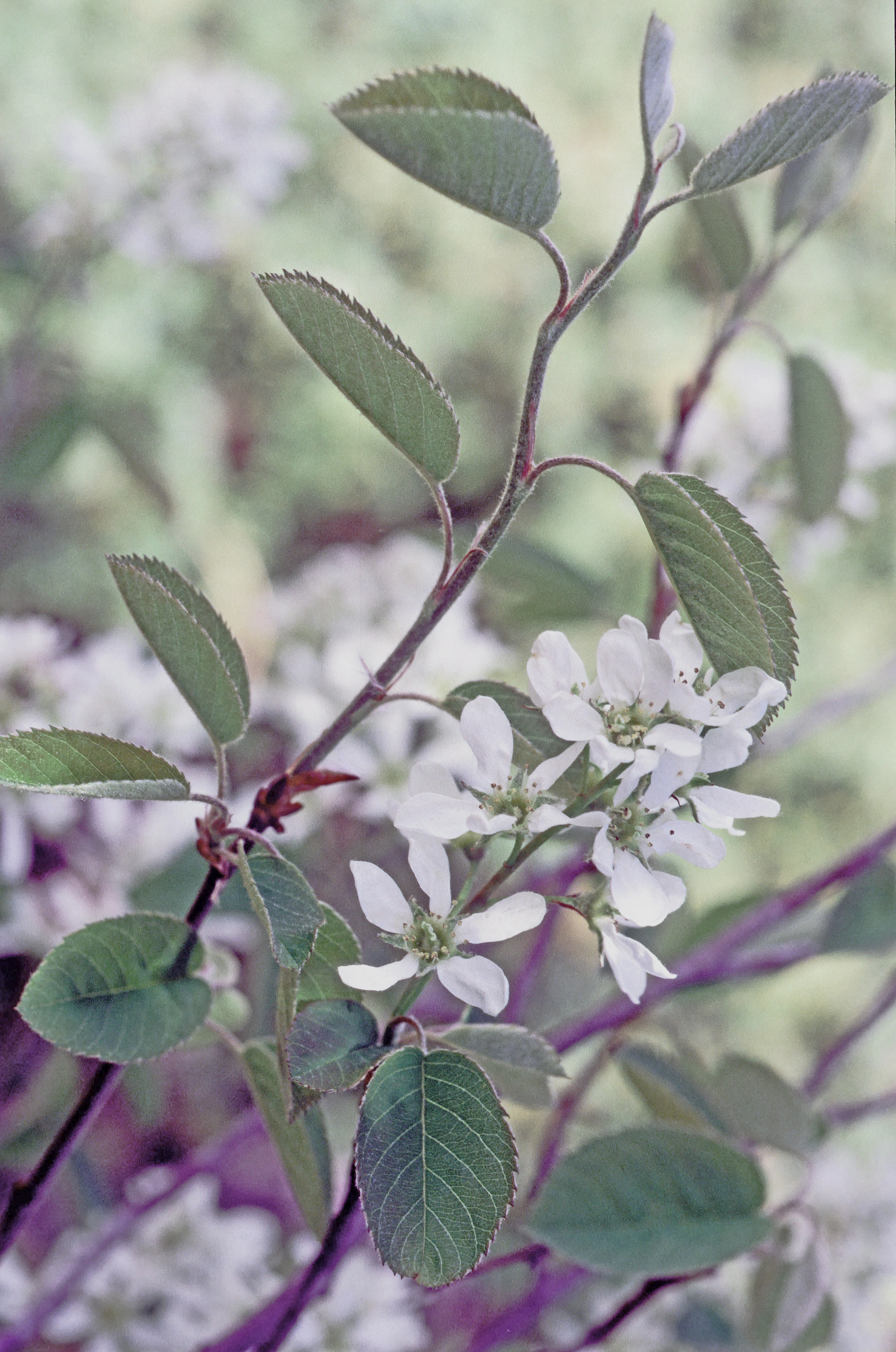 : Amelanchier spicata.