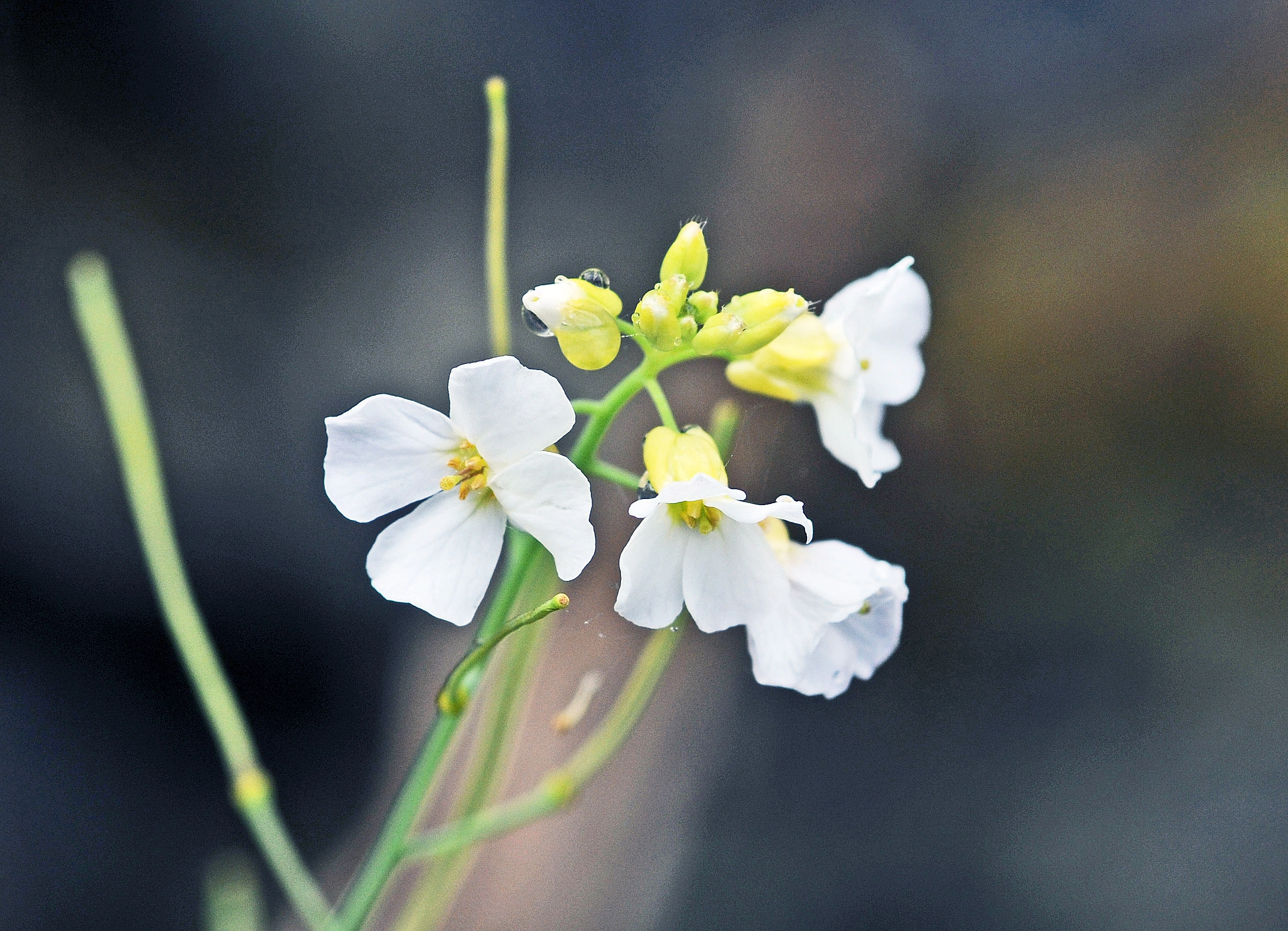 : Arabidopsis arenosa.