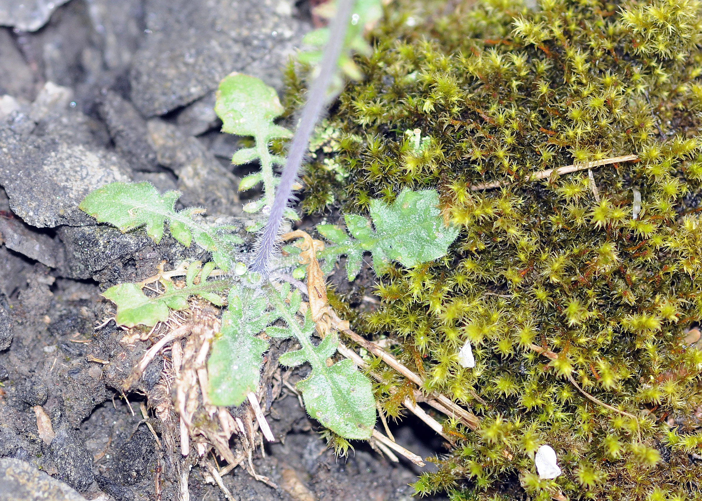 : Arabidopsis arenosa.