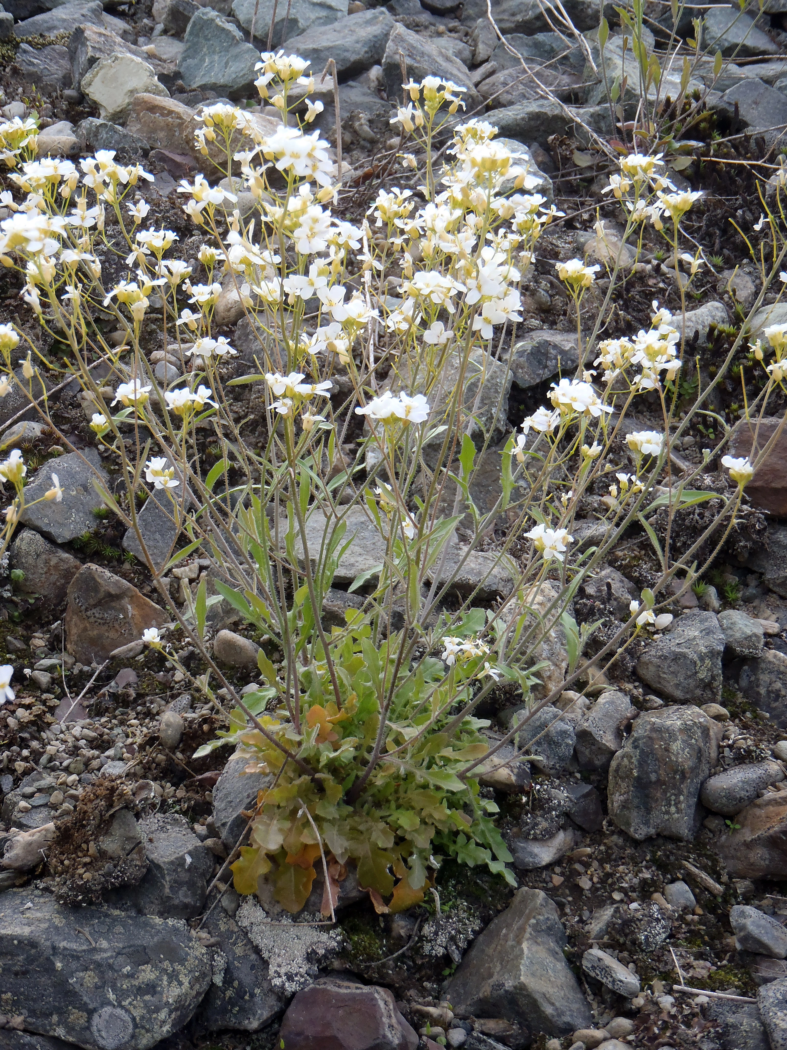 : Arabidopsis arenosa.