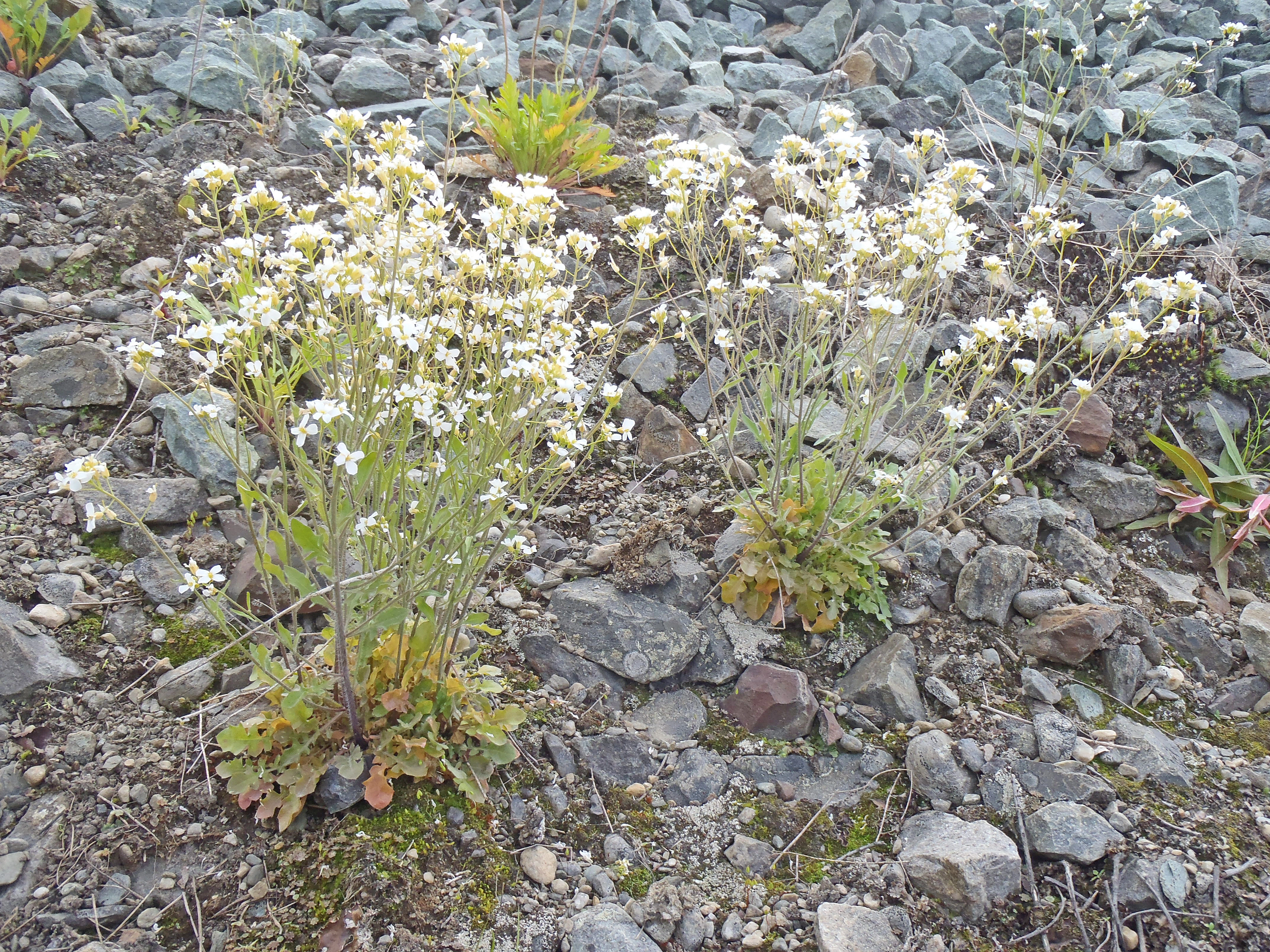 : Arabidopsis arenosa.