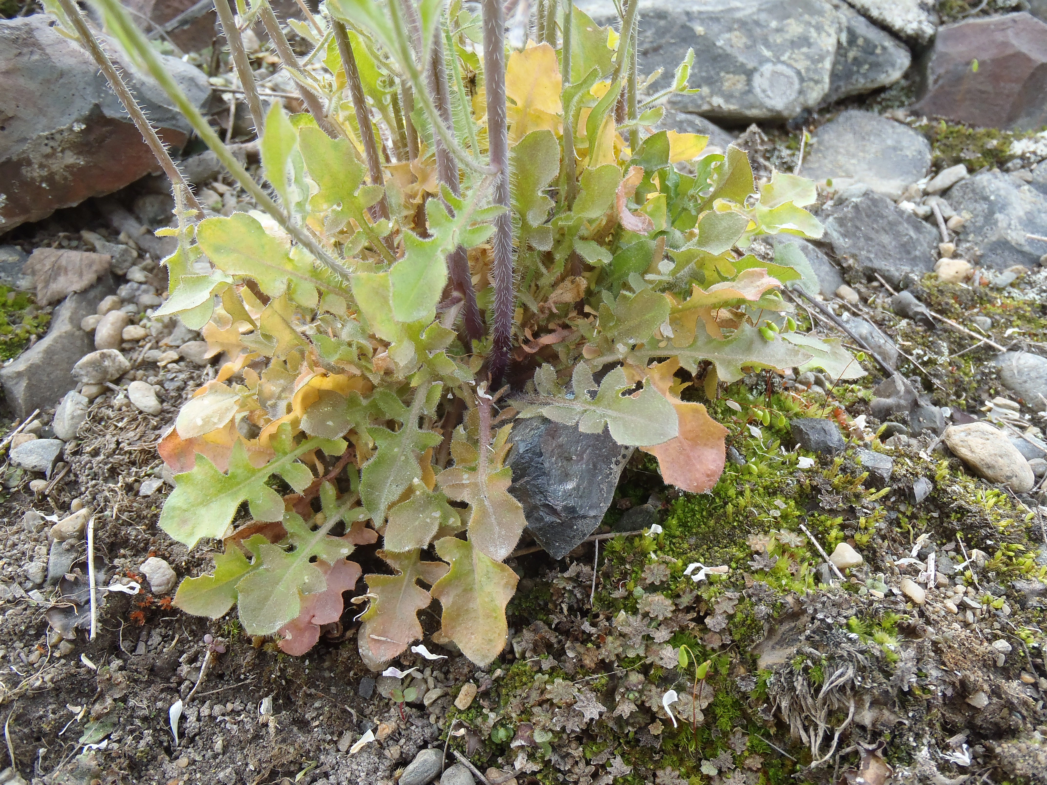 : Arabidopsis arenosa.