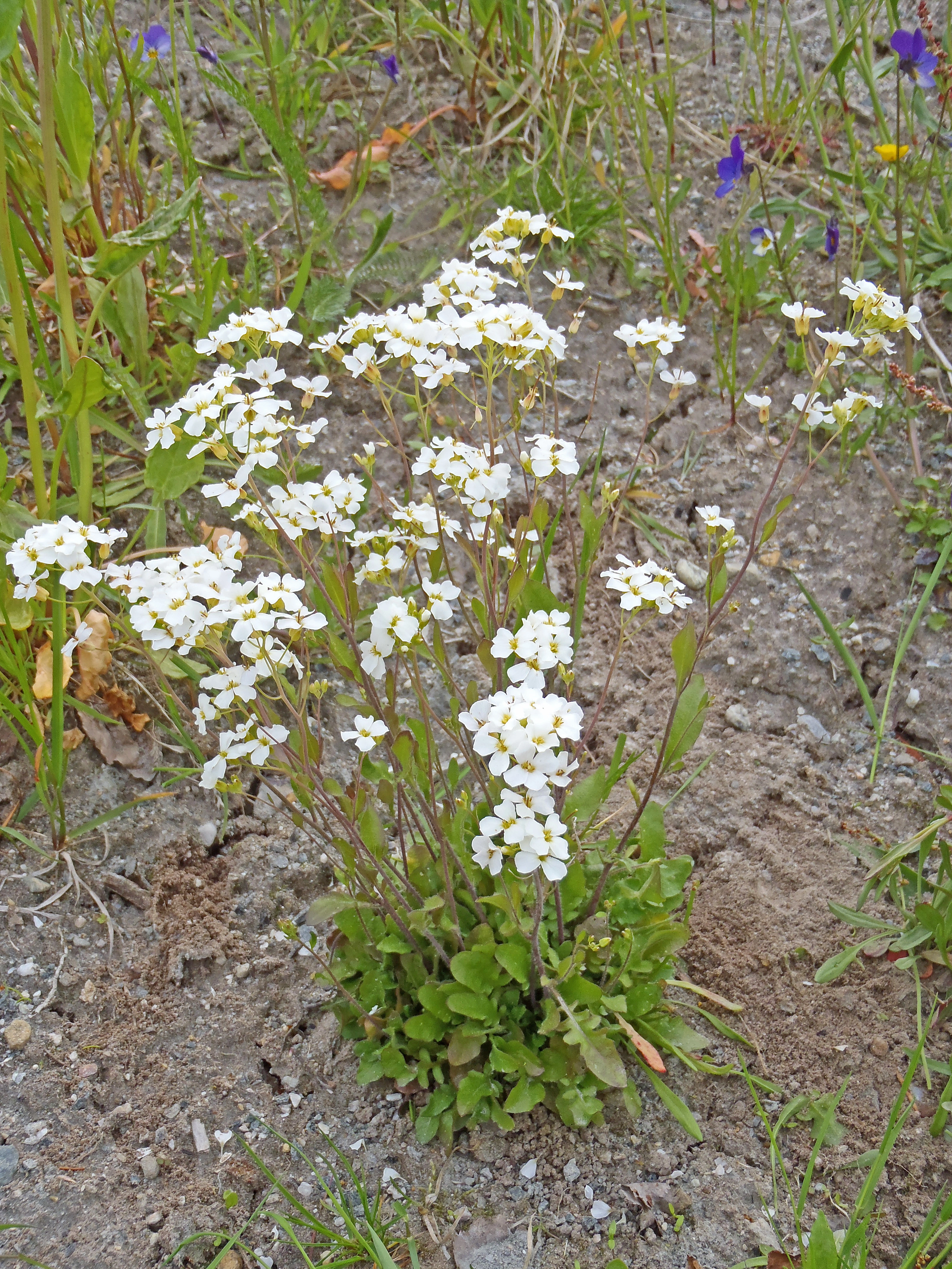 : Arabidopsis arenosa.