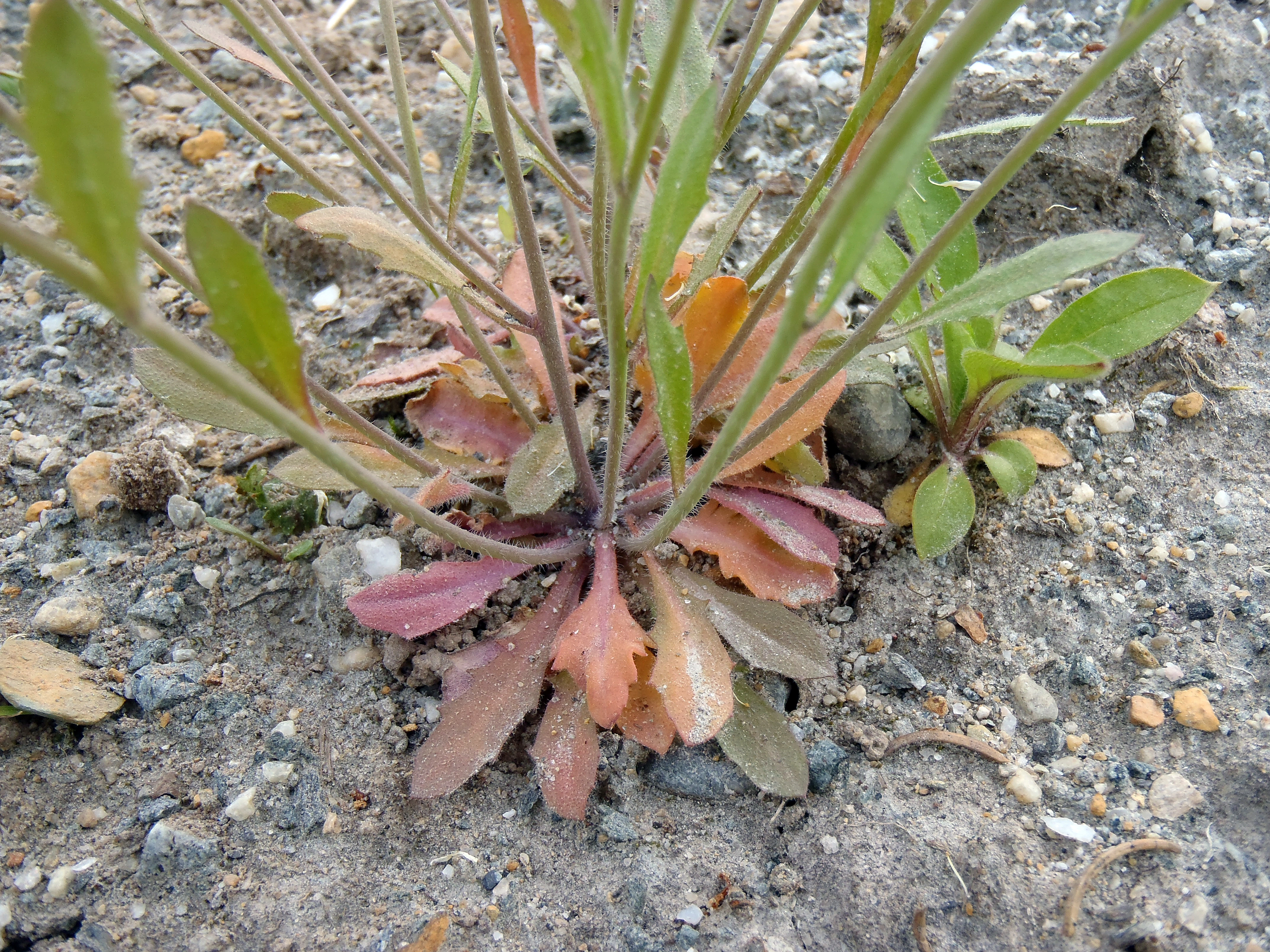 : Arabidopsis suecica.