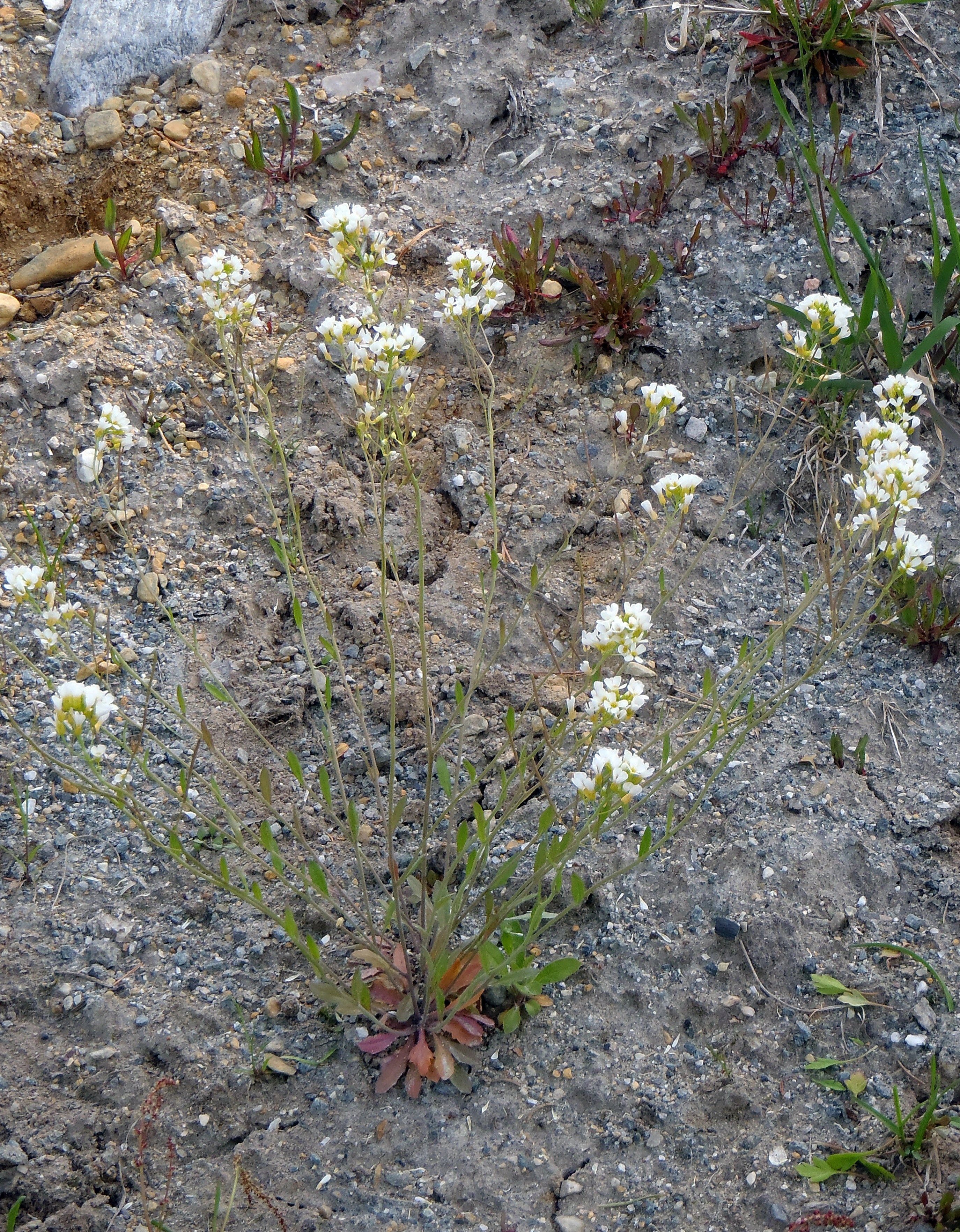 : Arabidopsis suecica.