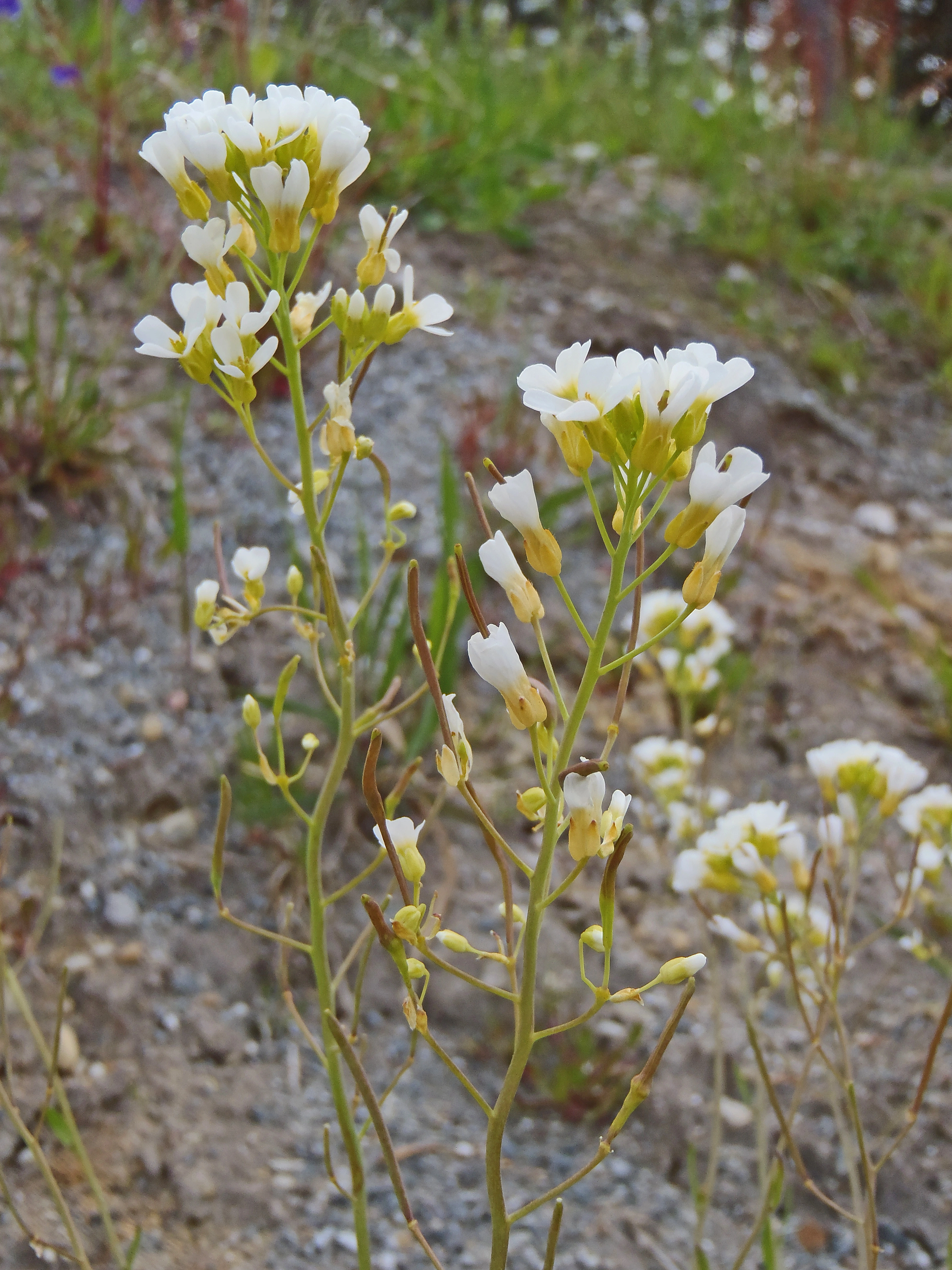 : Arabidopsis suecica.