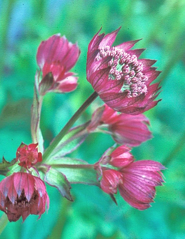 : Astrantia major.