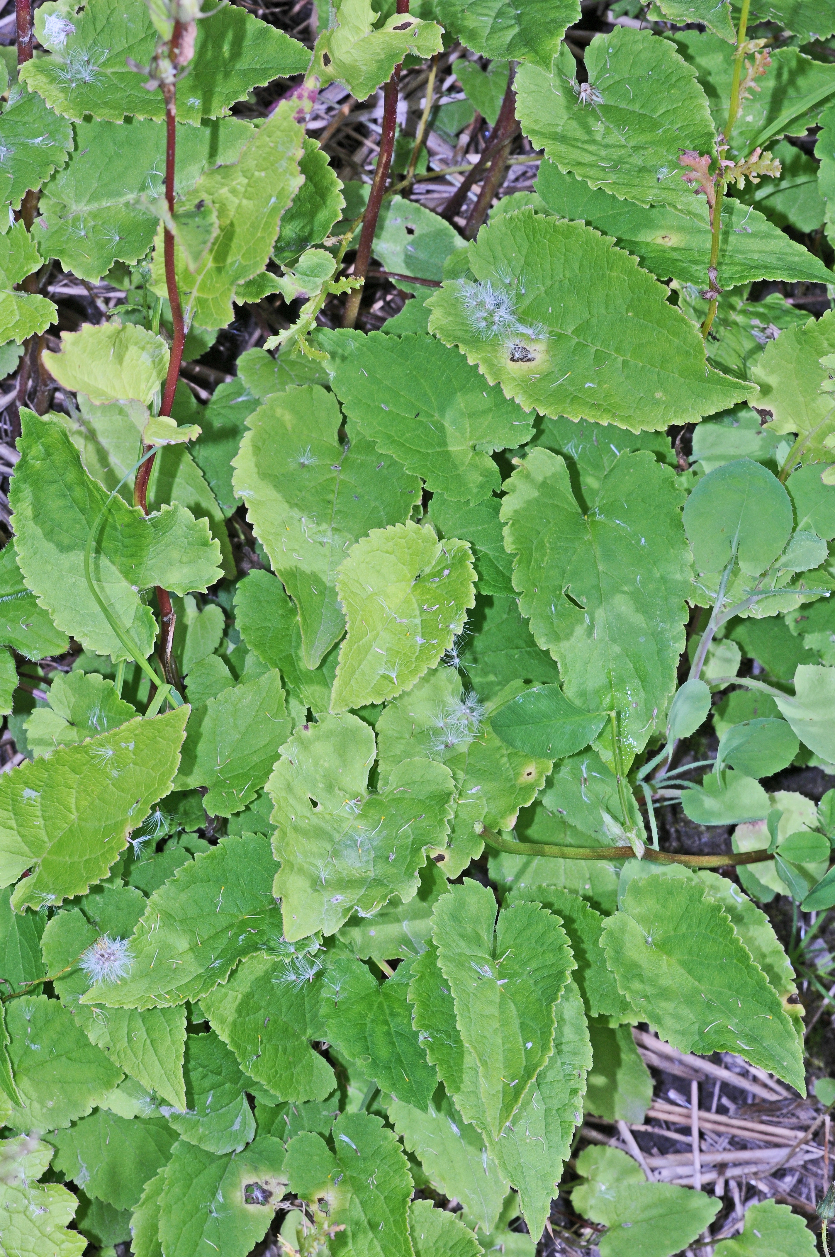 : Campanula rapunculoides.