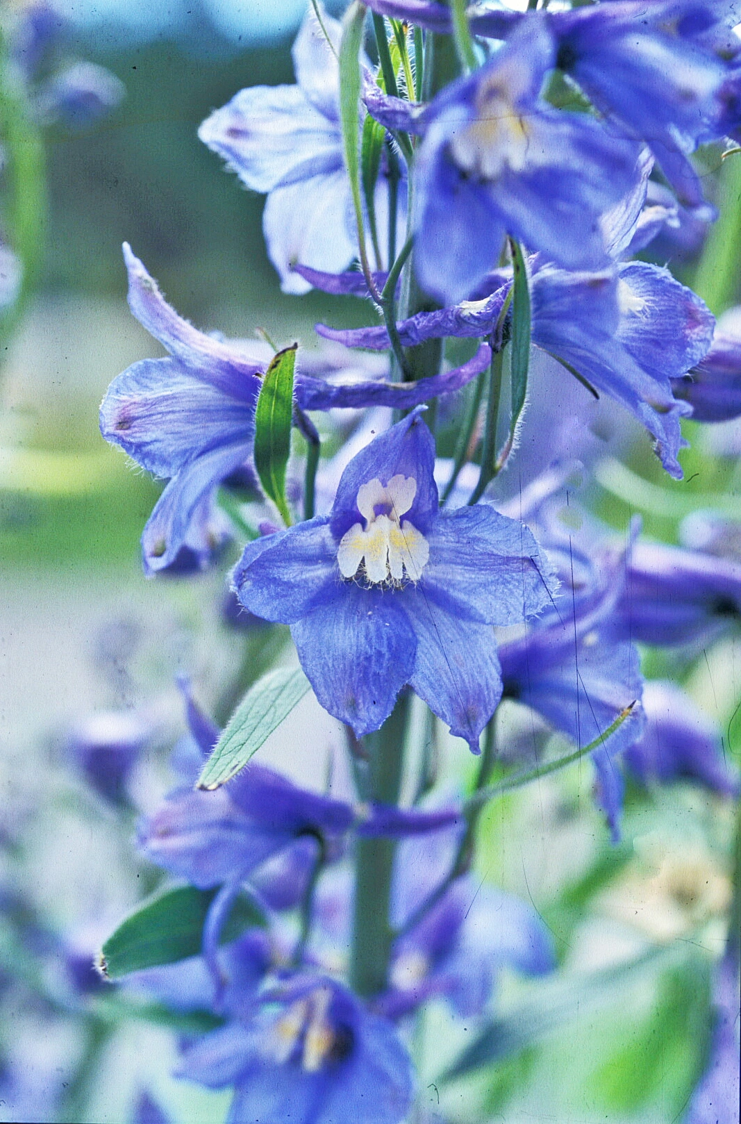 : Delphinium elatum.