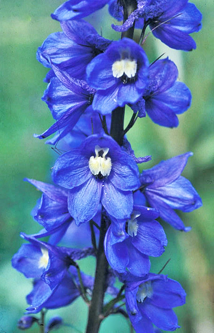 : Delphinium elatum.