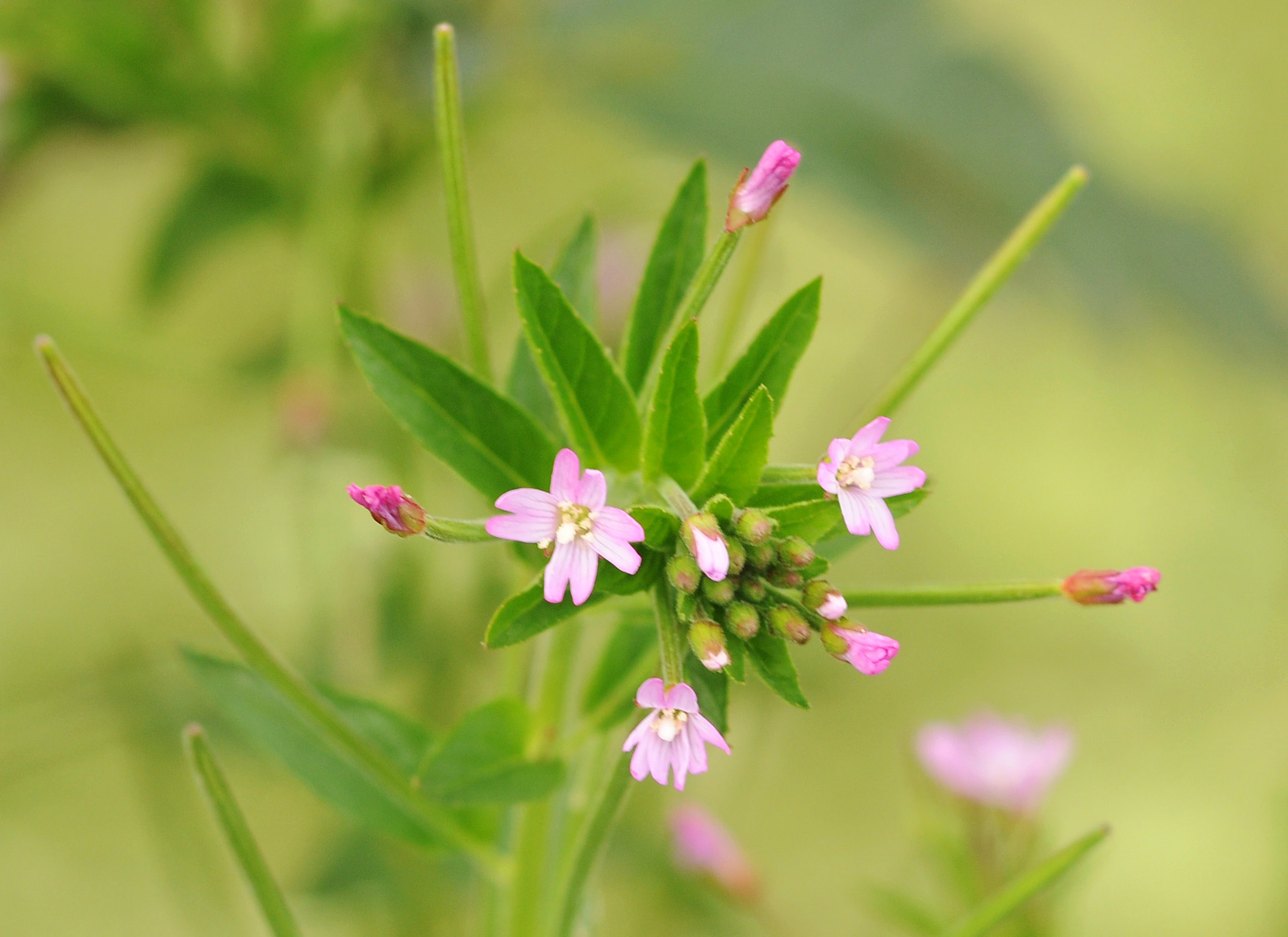 : Epilobium ciliatum ciliatum.