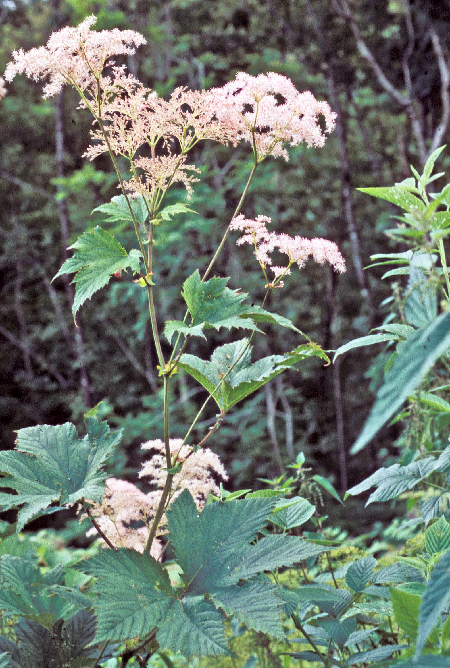 : Filipendula camschatica.