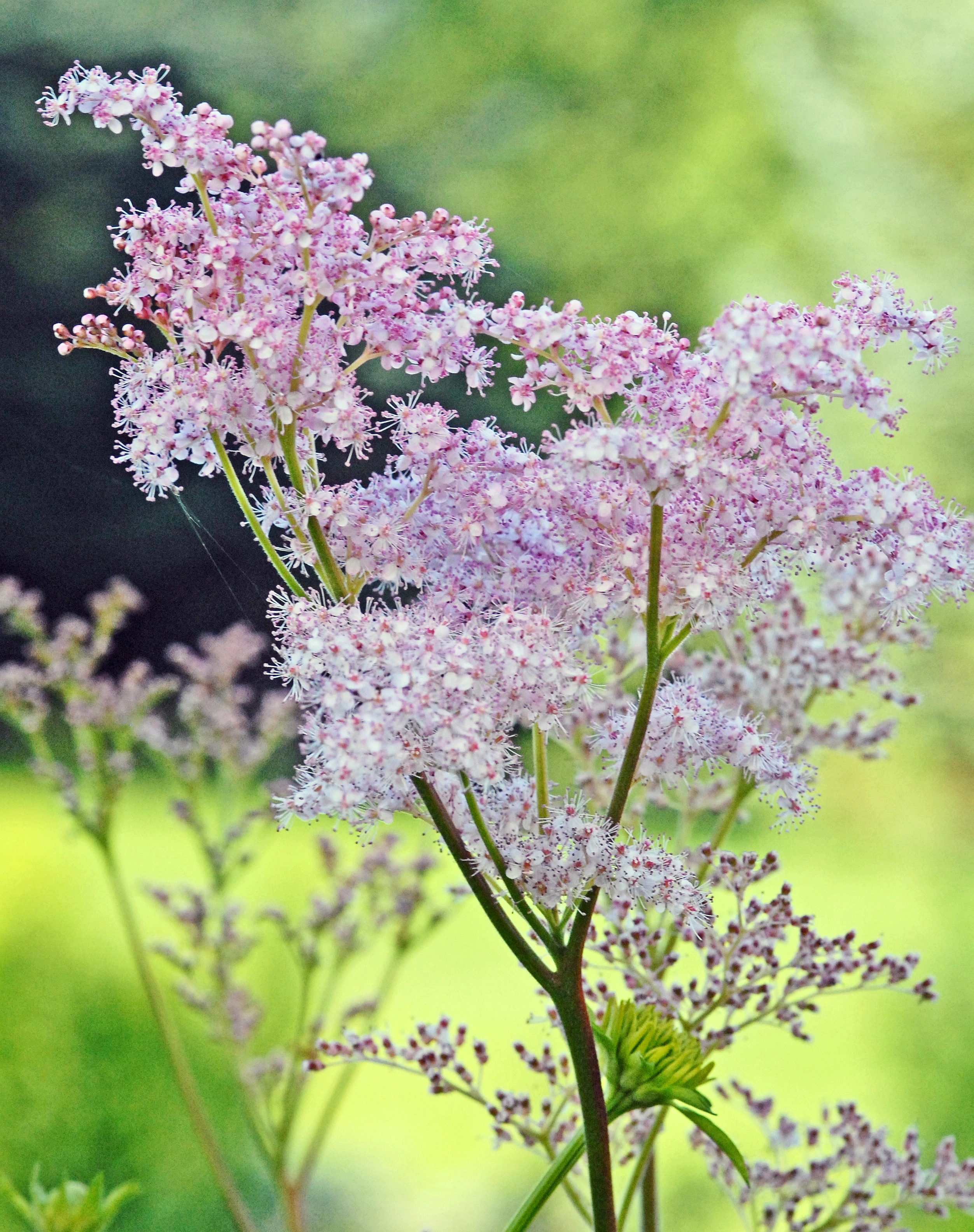 : Filipendula camschatica.