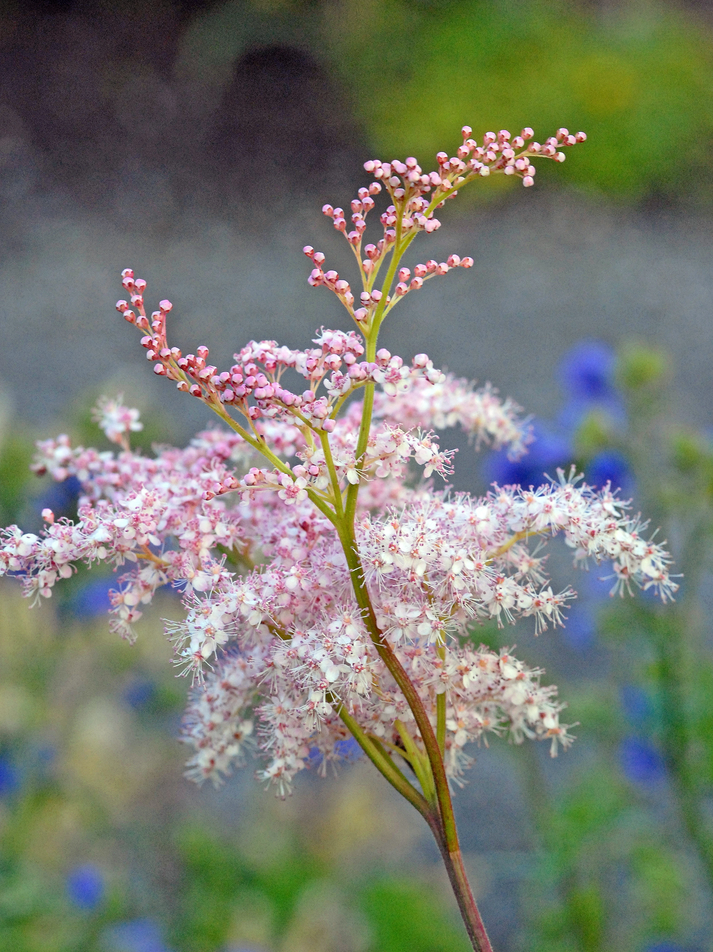 : Filipendula camschatica.