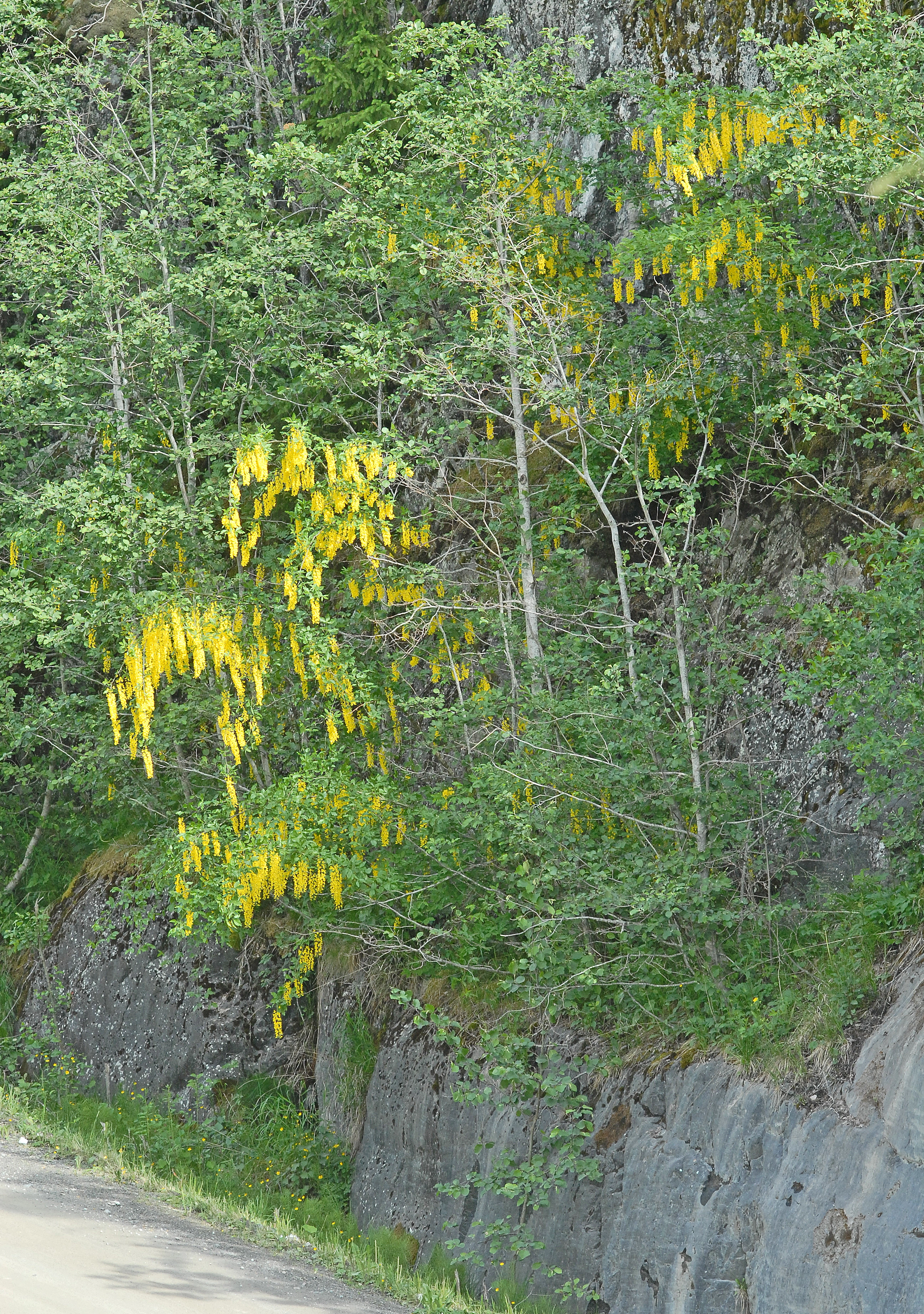 : Laburnum alpinum.