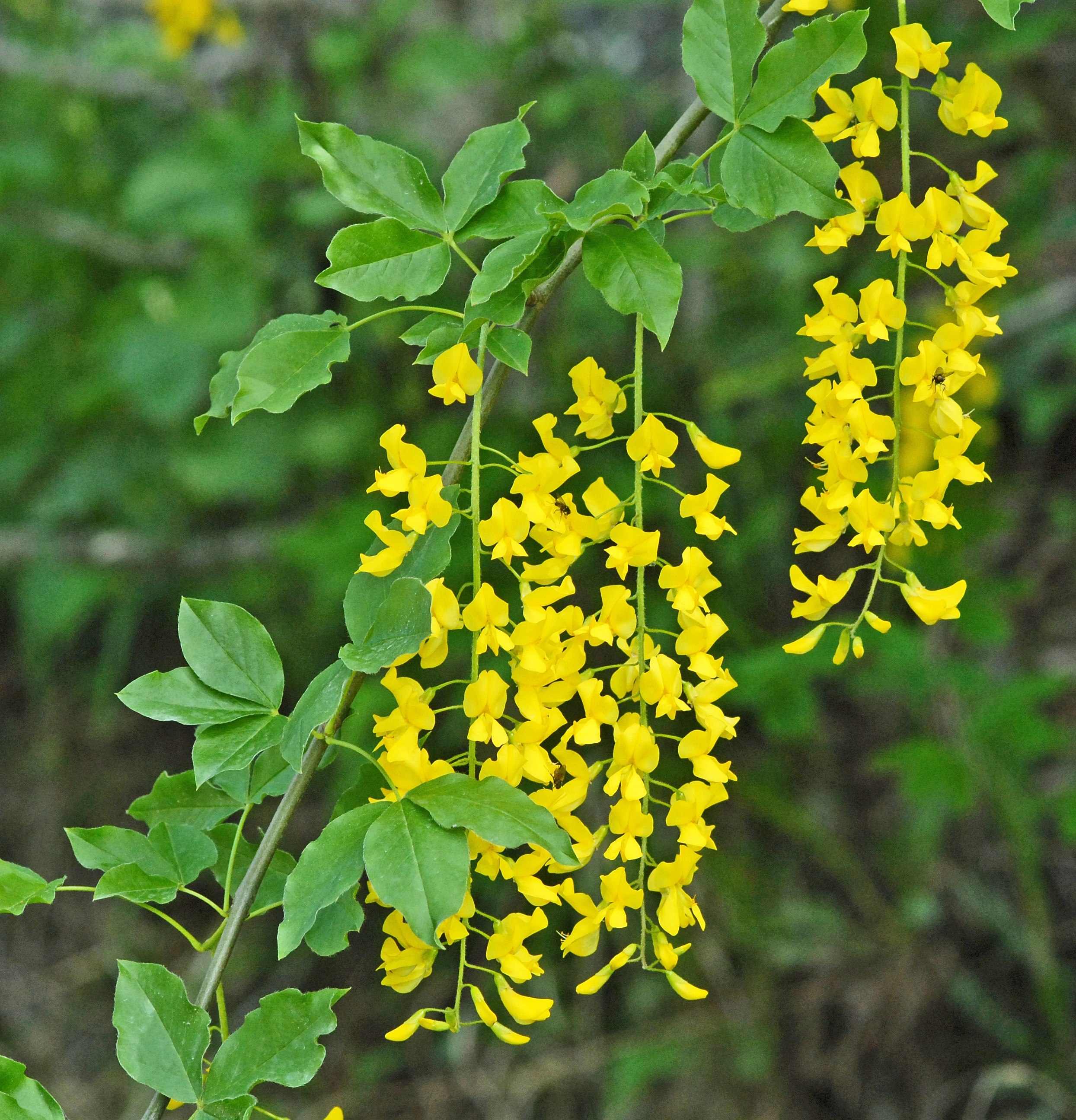 : Laburnum alpinum.