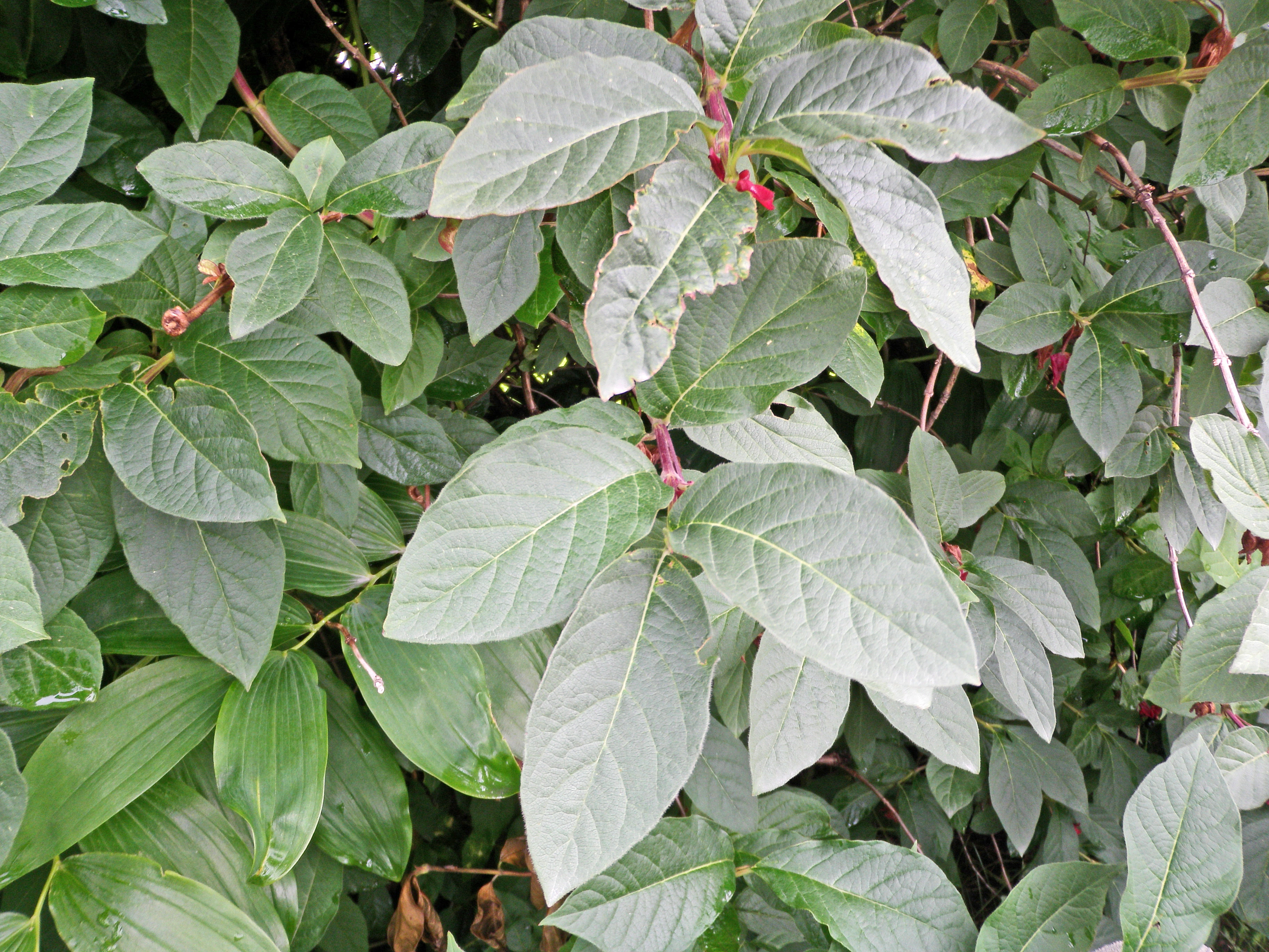 : Lonicera involucrata.