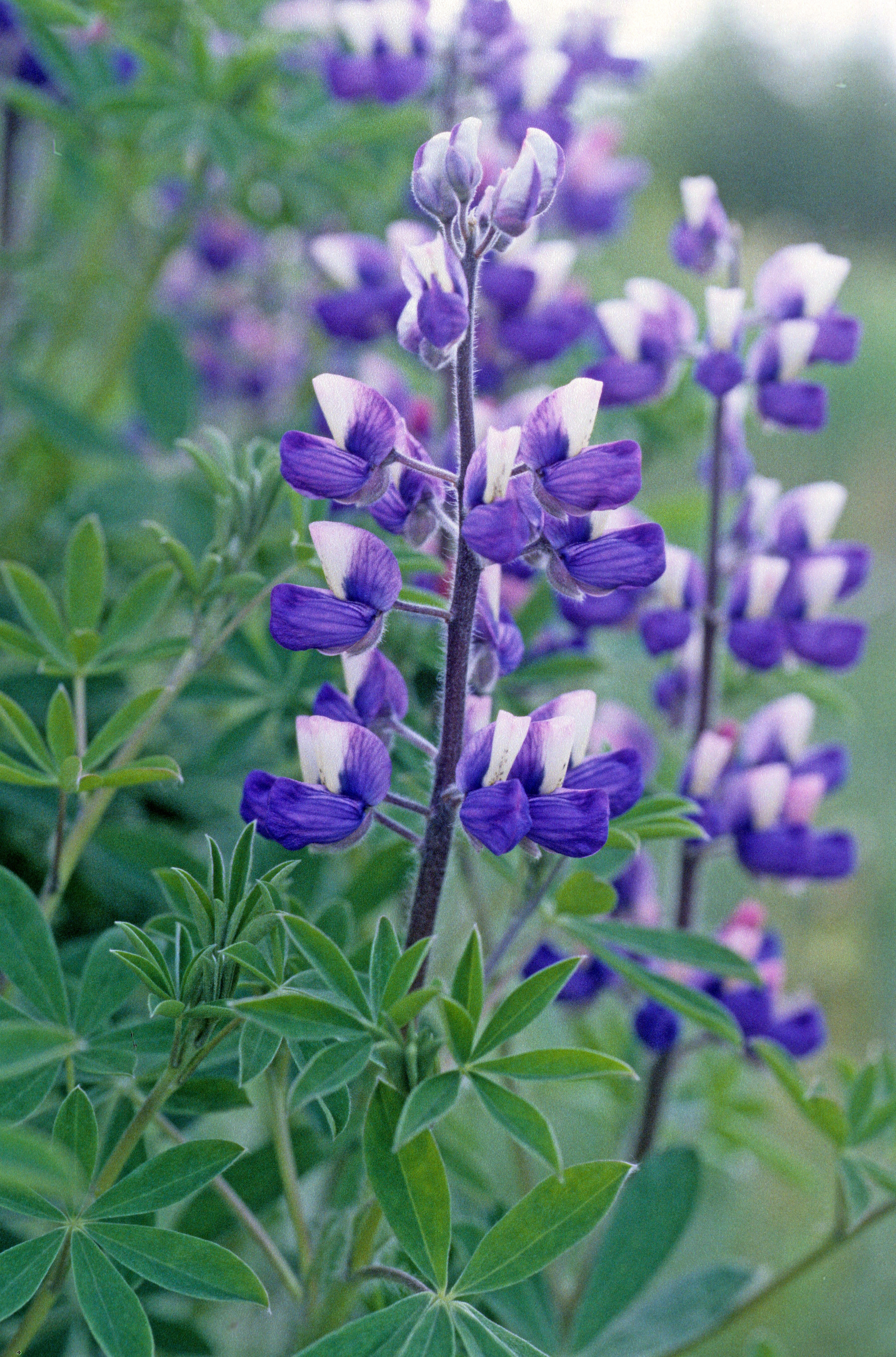 : Lupinus nootkatensis.