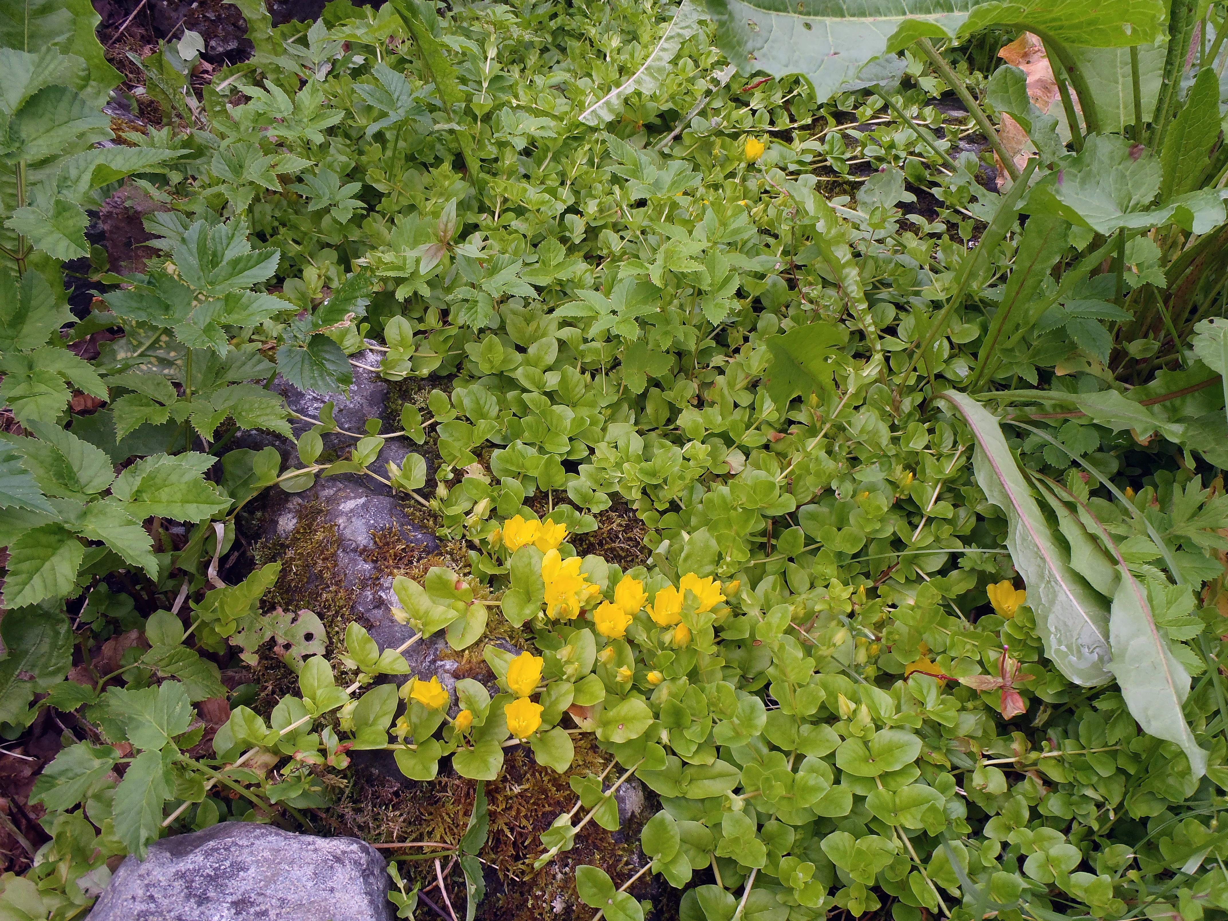 : Lysimachia nummularia.