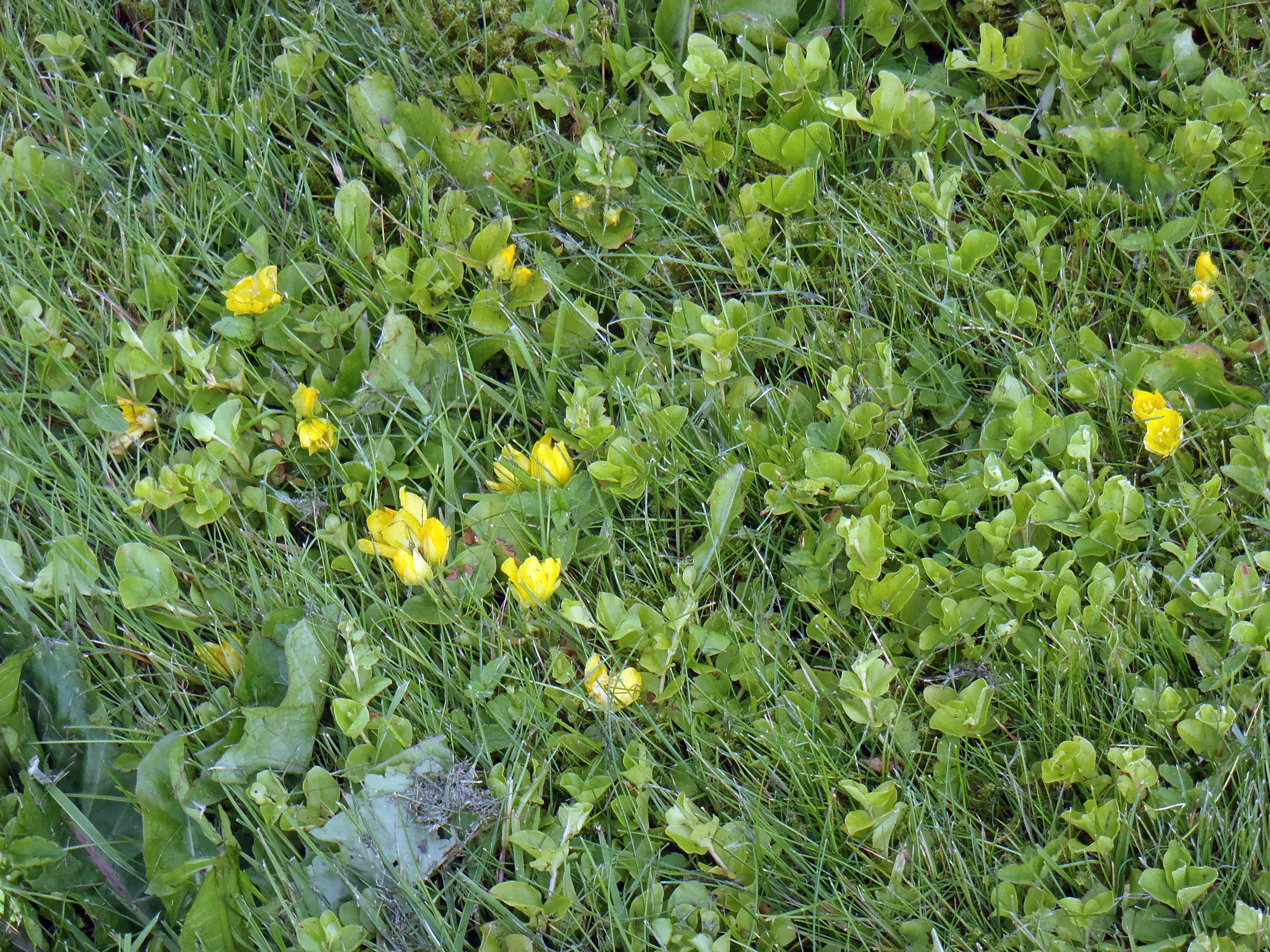 : Lysimachia nummularia.