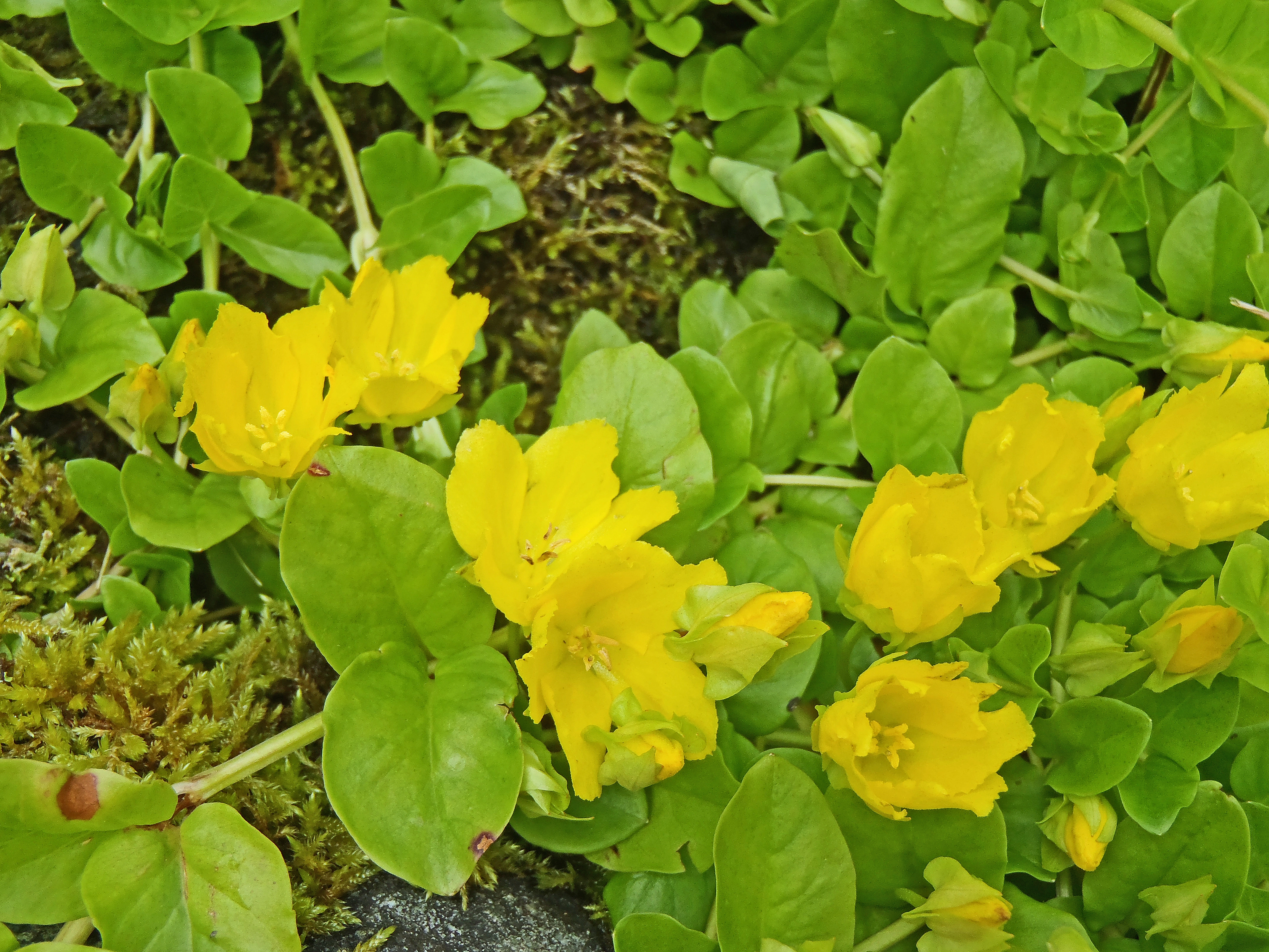 : Lysimachia nummularia.