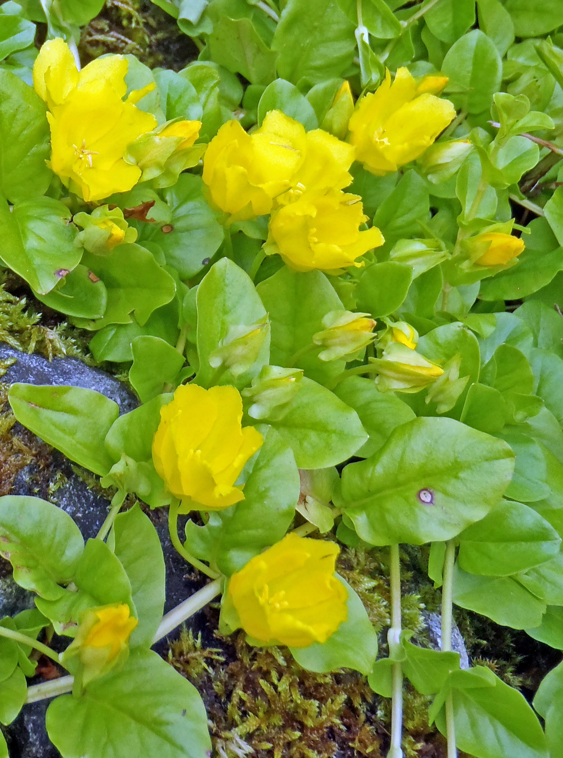 : Lysimachia nummularia.