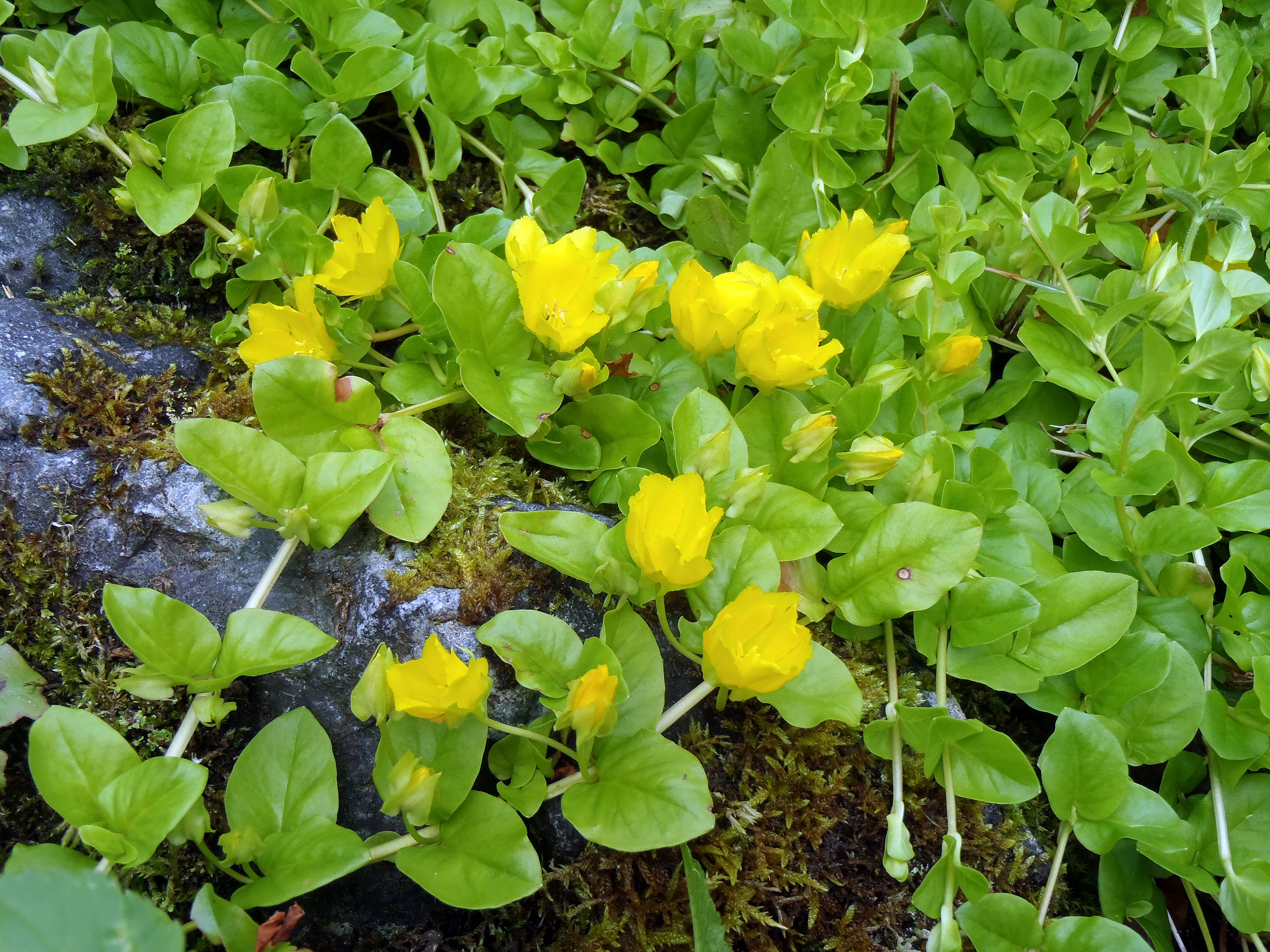 : Lysimachia nummularia.