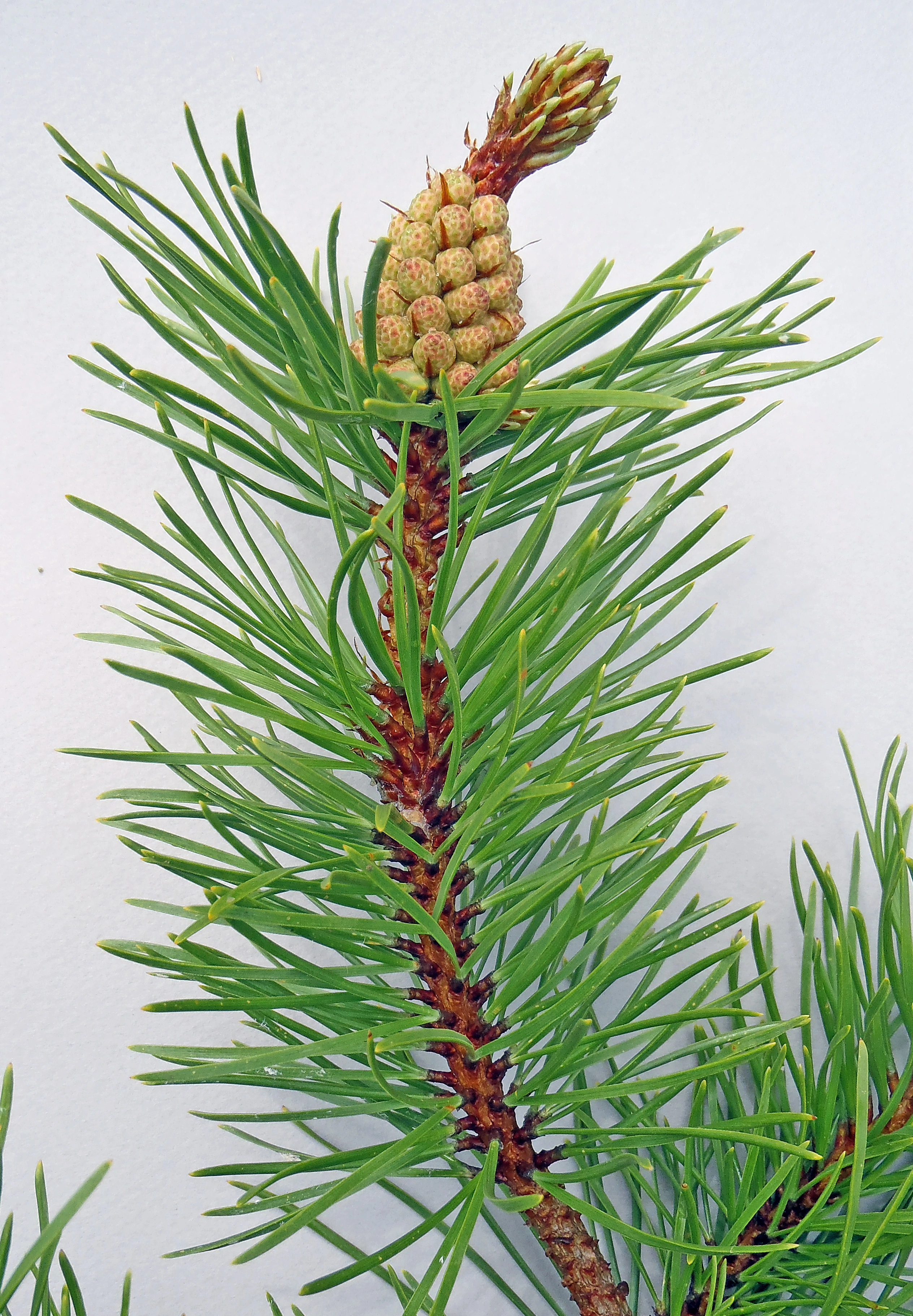 : Pinus contorta.