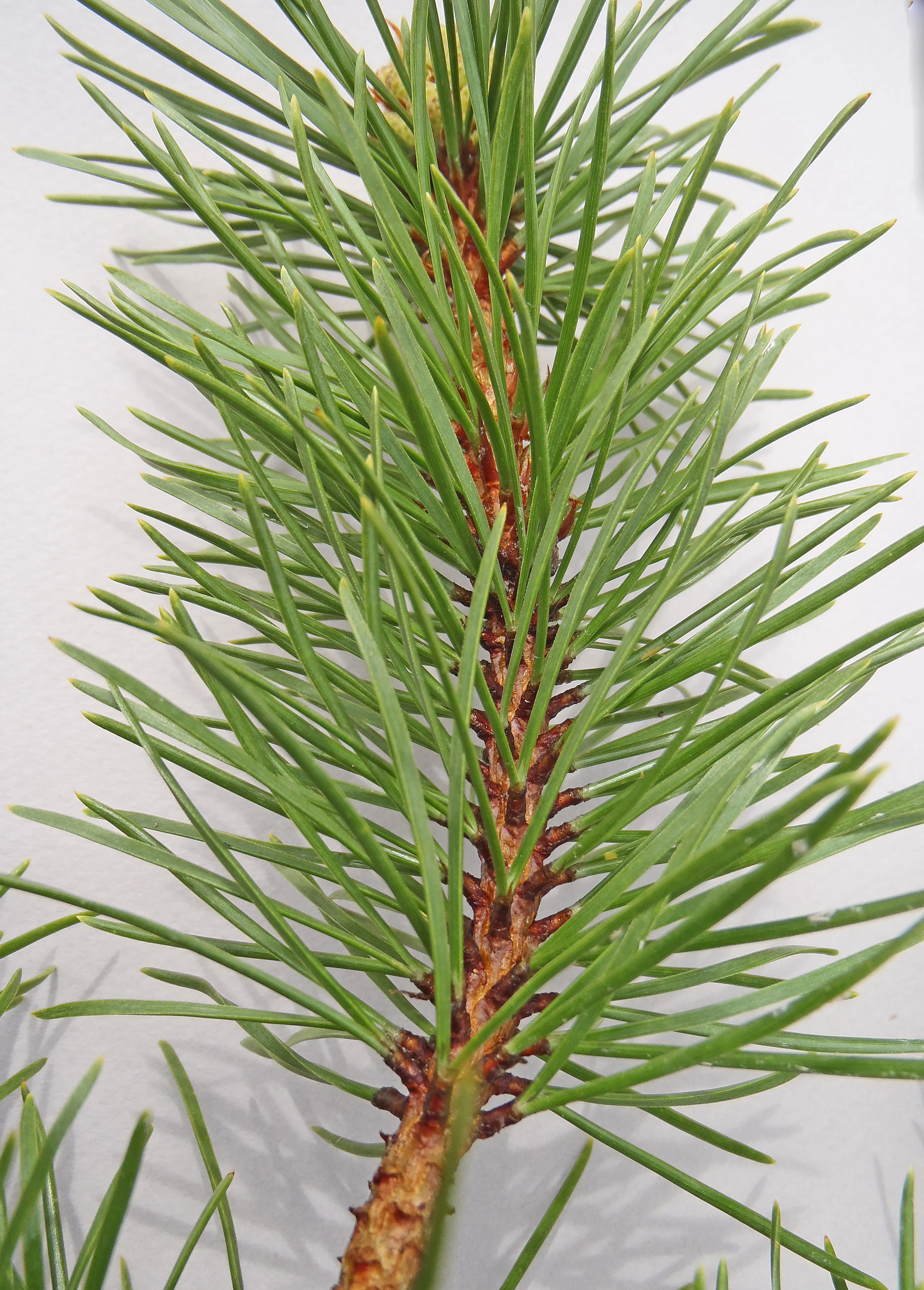 : Pinus contorta.