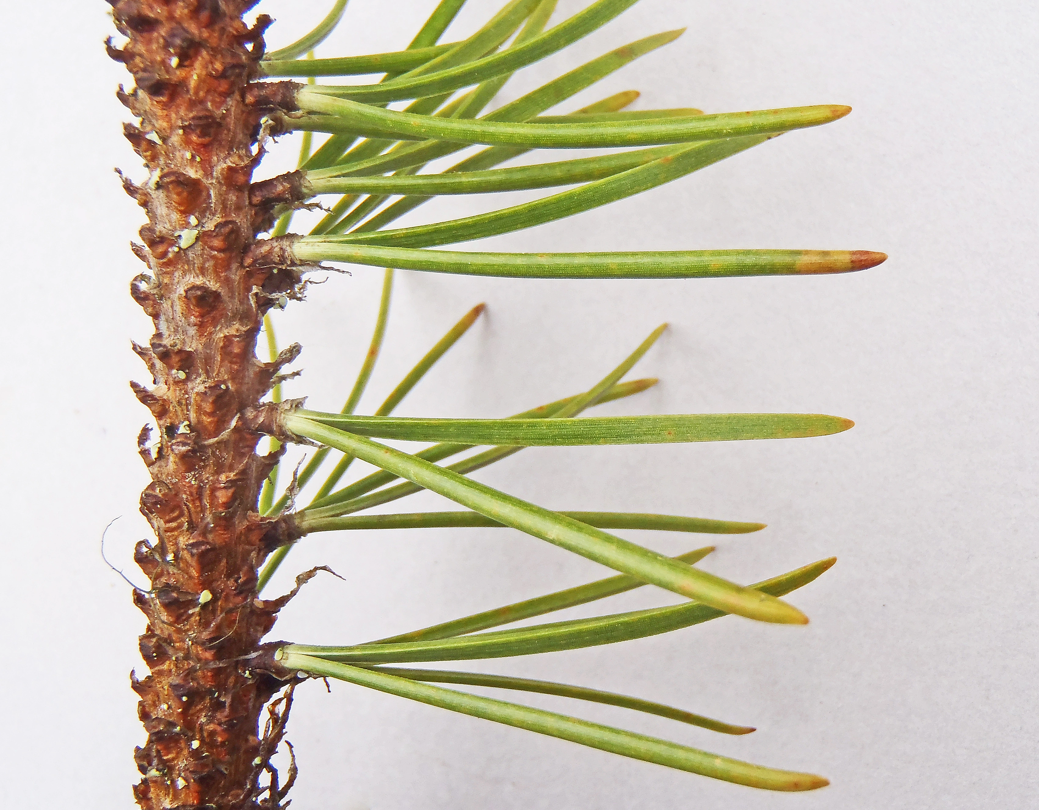 : Pinus contorta.