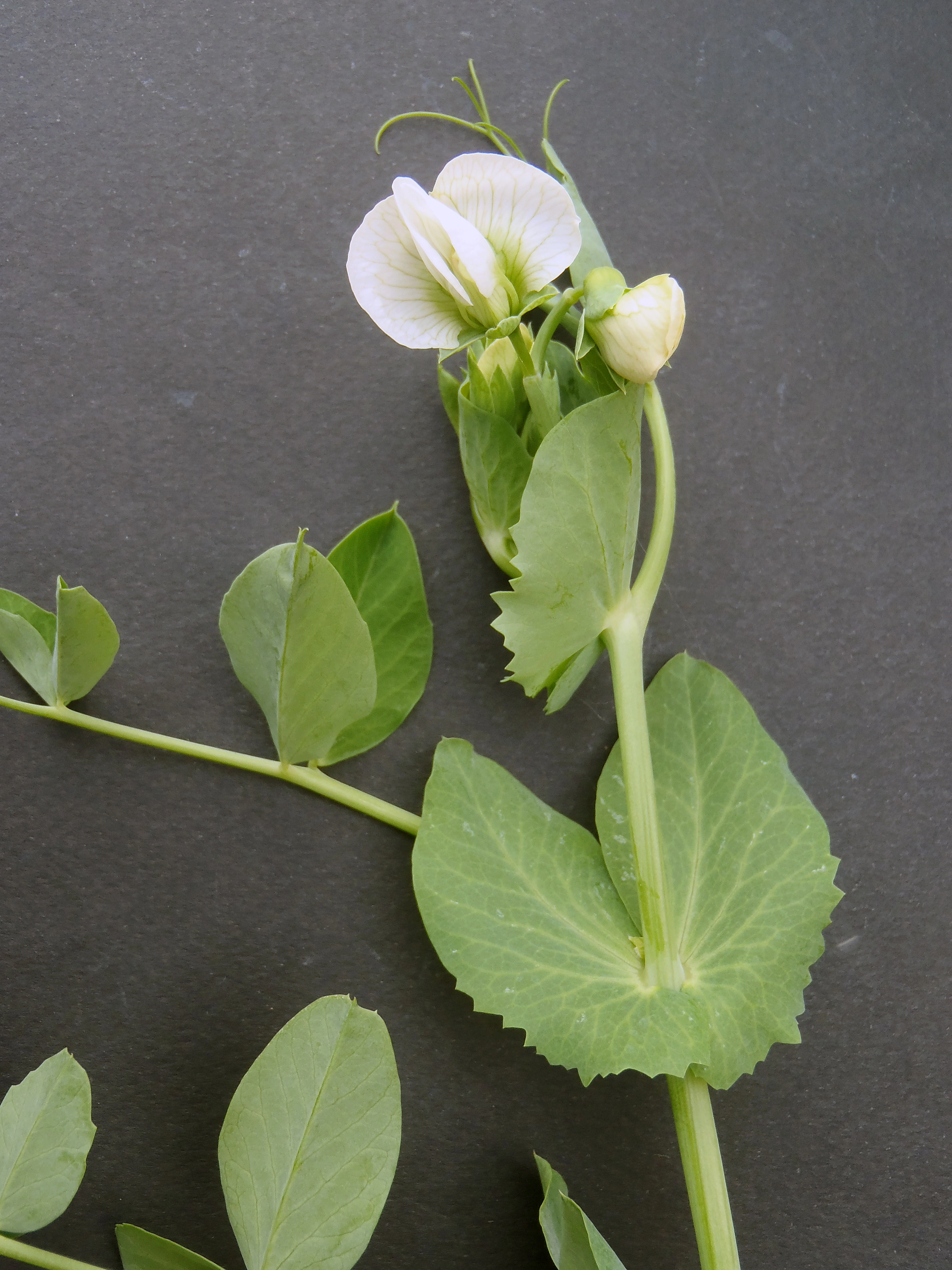 : Lathyrus oleraceus.