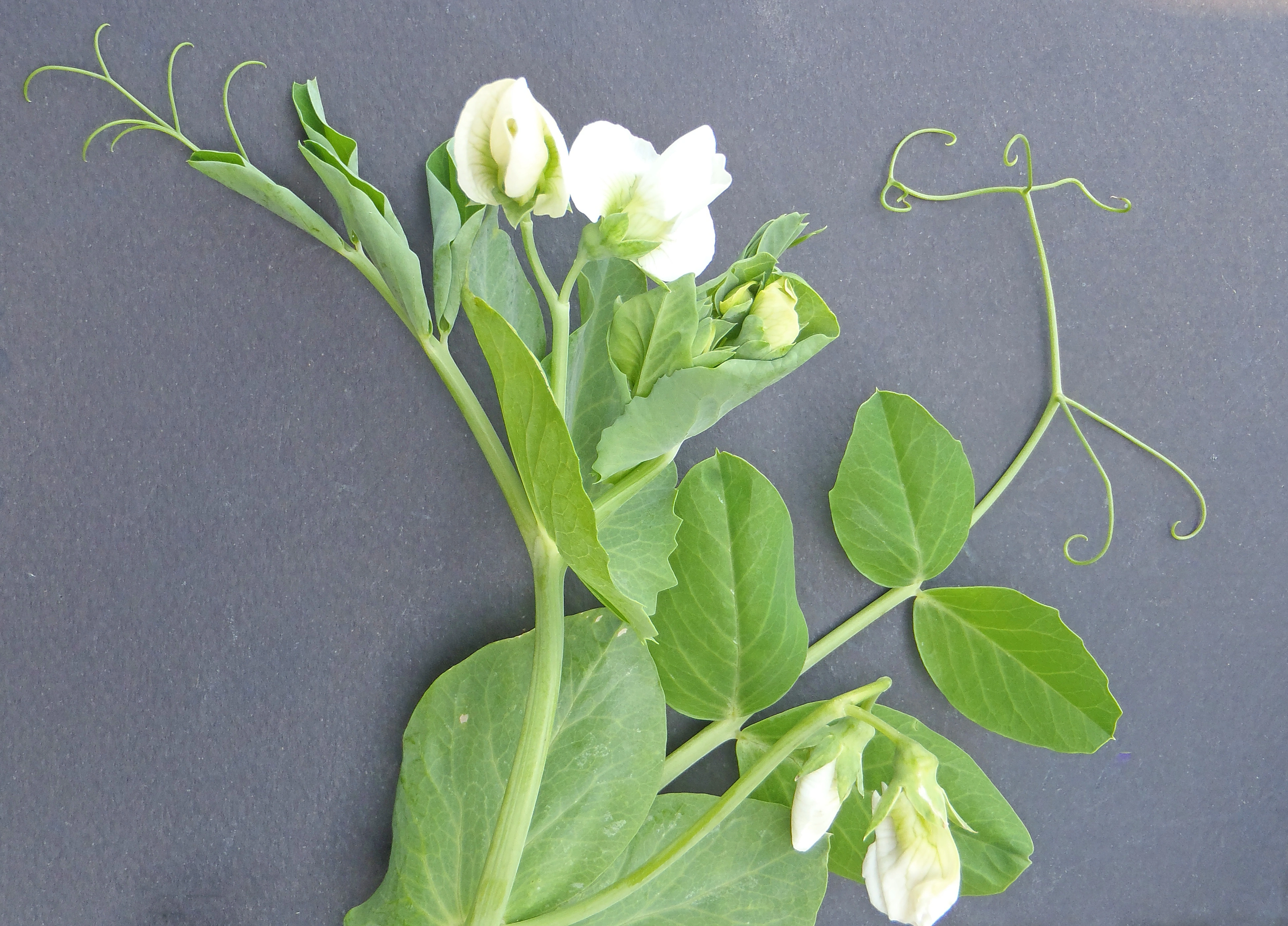 : Lathyrus oleraceus.