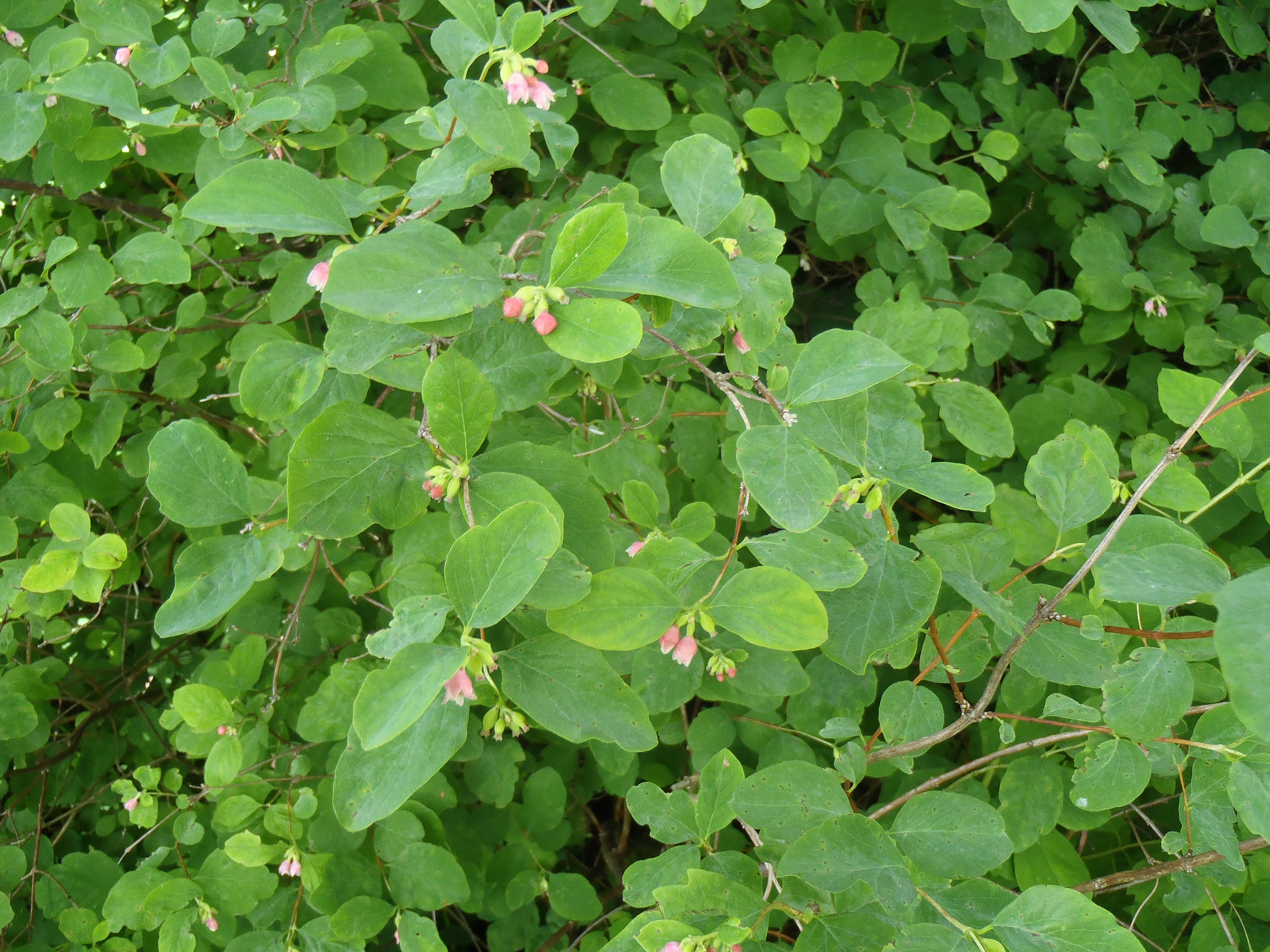 : Symphoricarpos albus.