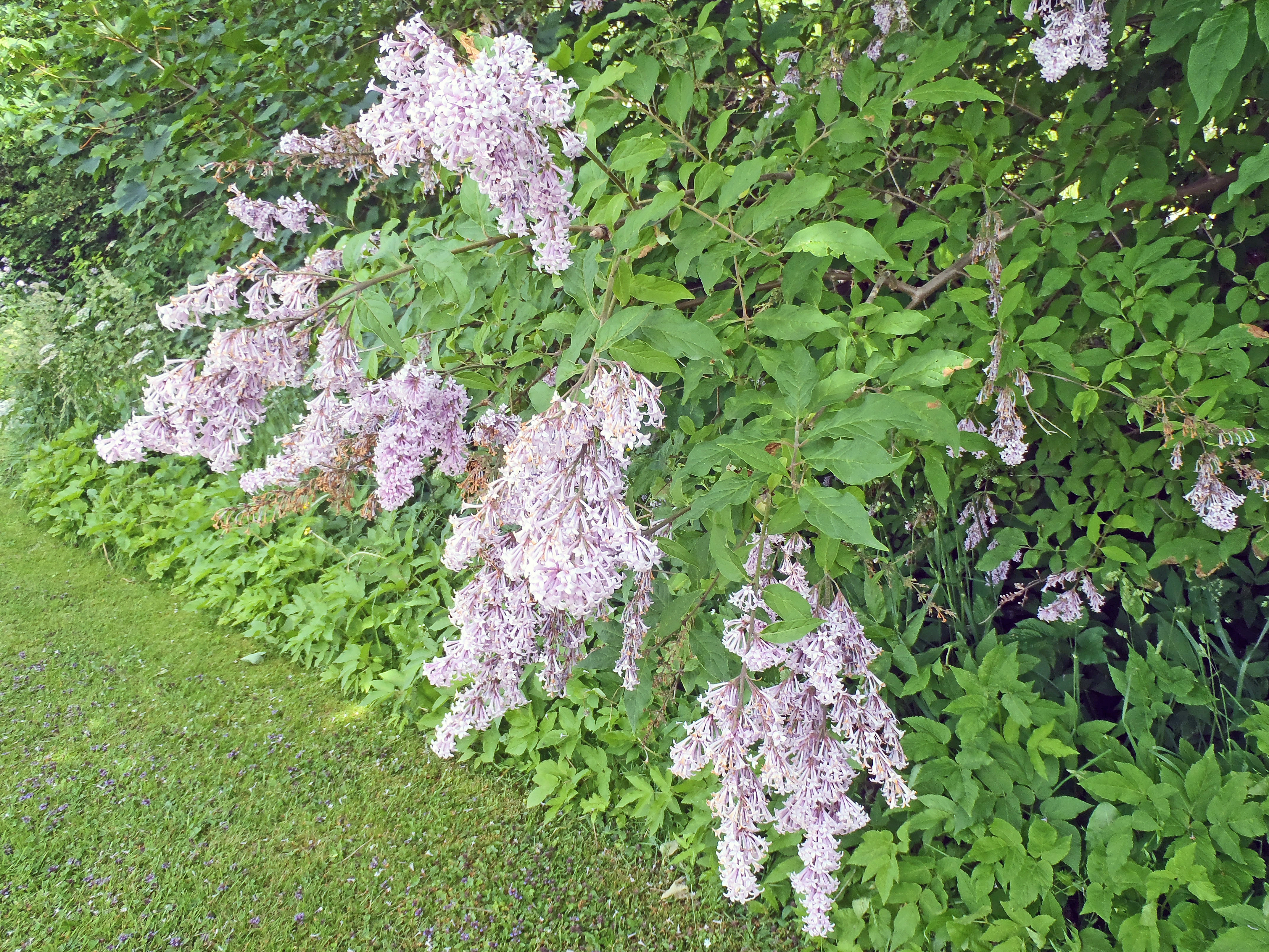 : Syringa josikaea.