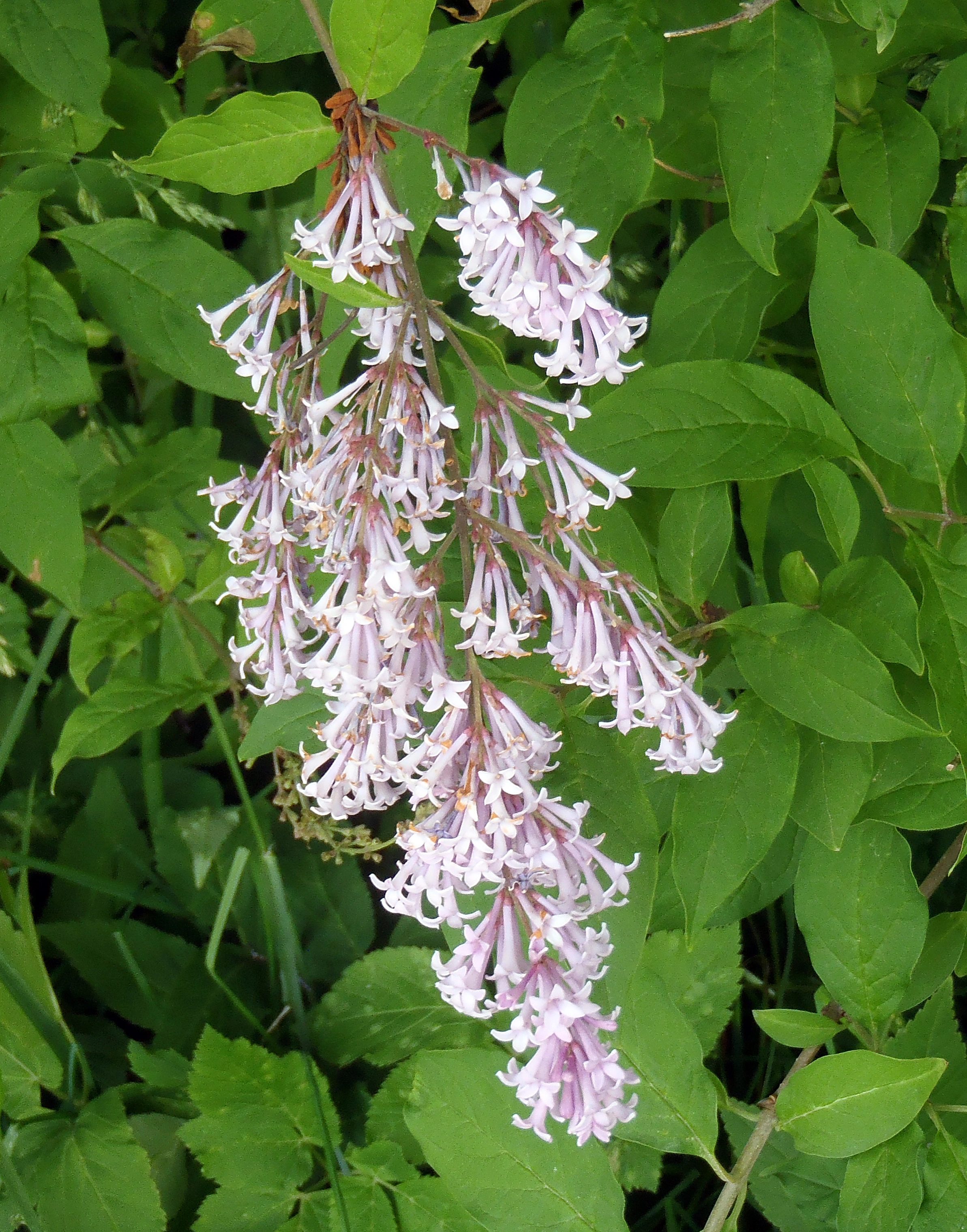 : Syringa josikaea.