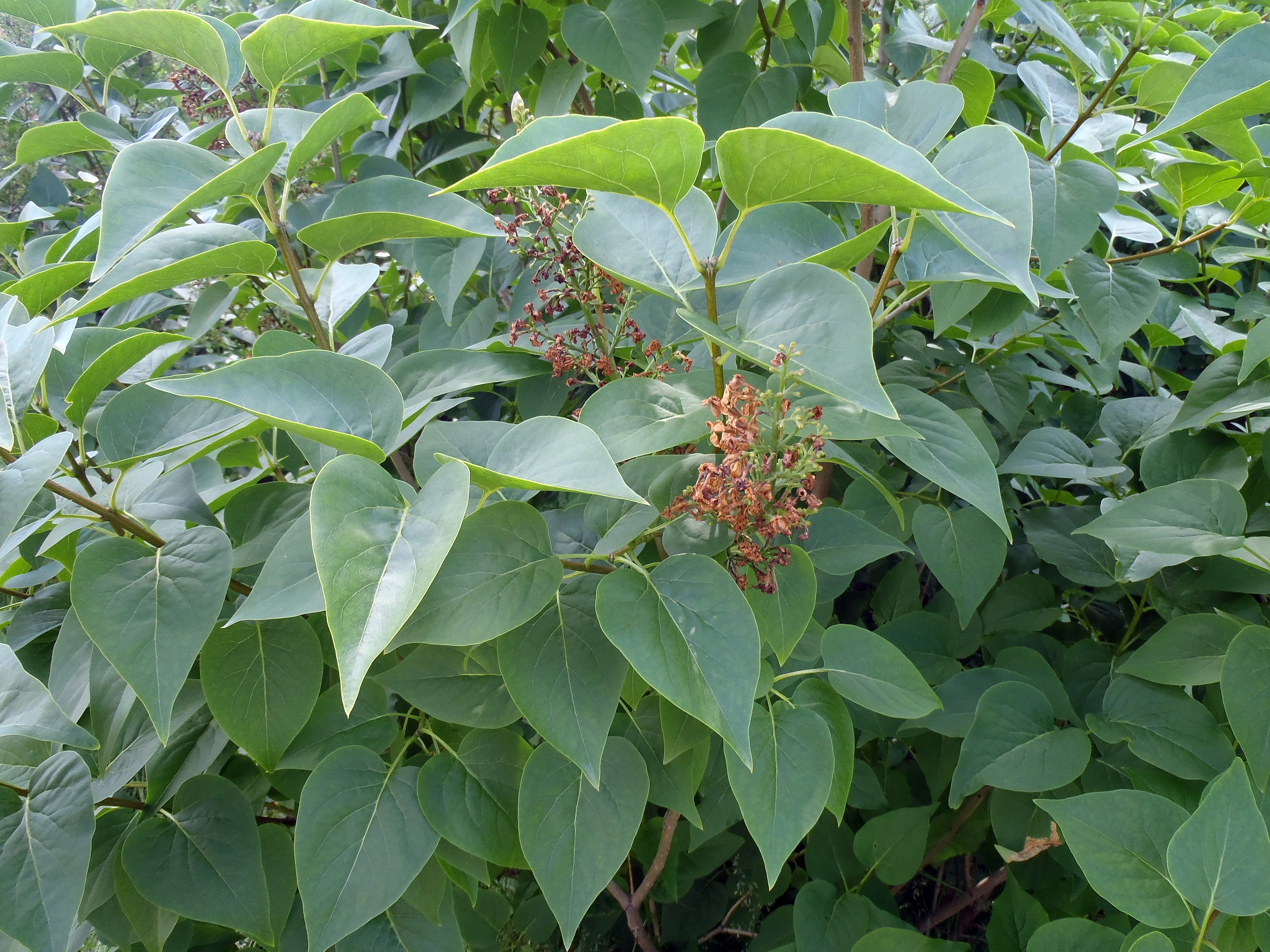 : Syringa vulgaris.