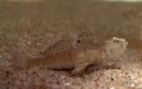 : Pomatoschistus minutus.