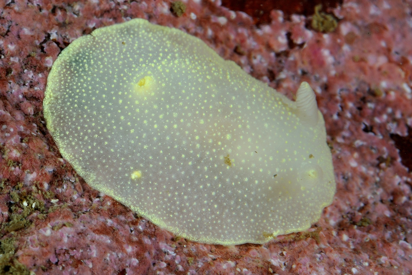 : Cadlina laevis.