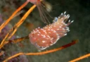 : Facelina bostoniensis.